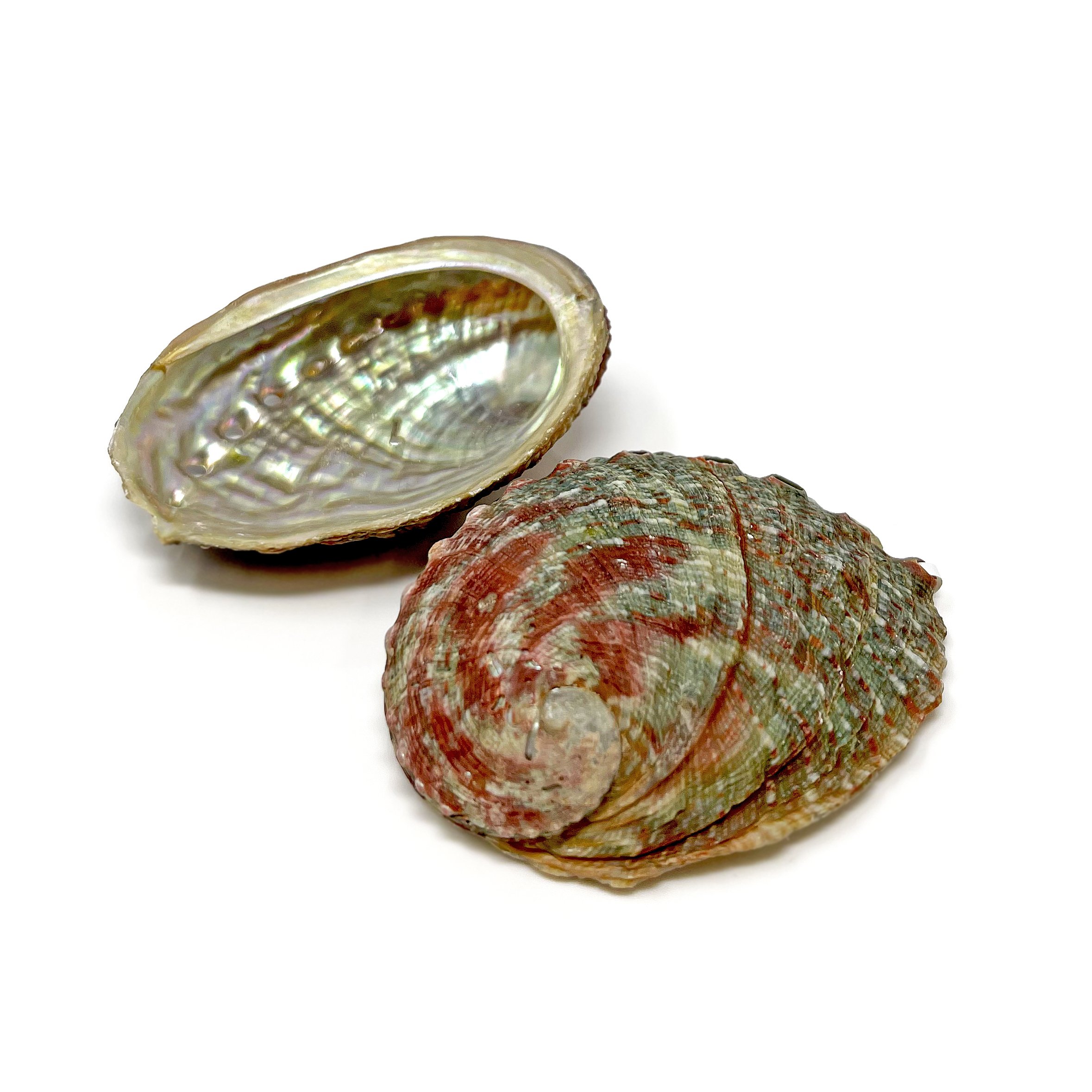 Red Lip Abalone Shell (Sold in Singles)