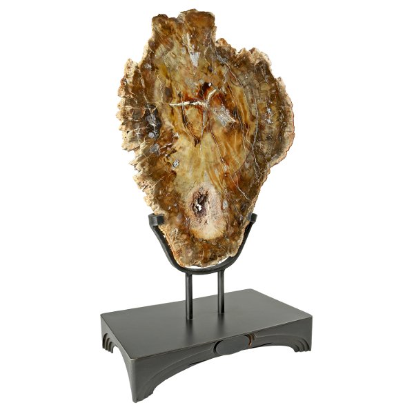 Closeup photo of Madagascar Petrified Wood Slice In Custom Stand - Reverse Pear Shape With Chestnut Colored Druze Pocket In Lower Center