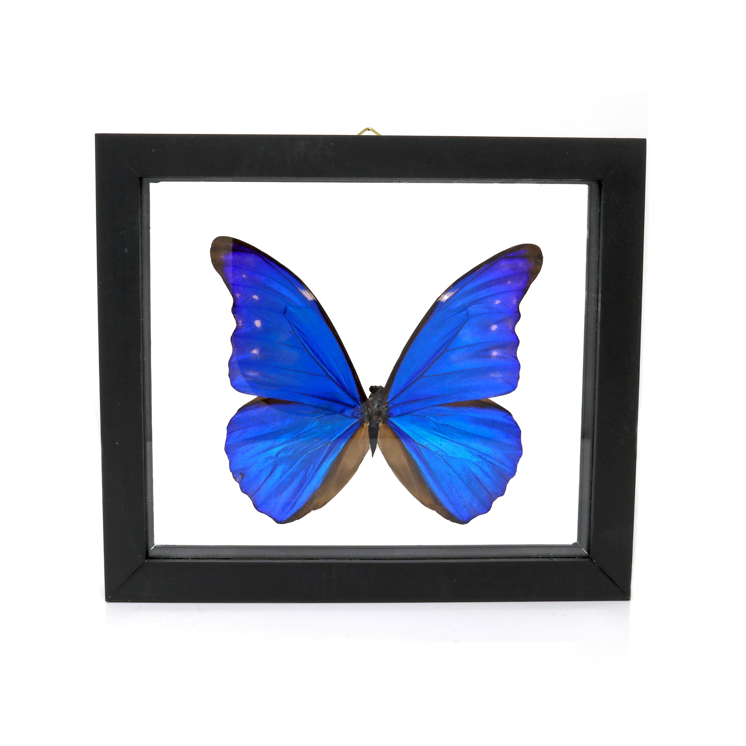 Morpho Cacica Butterfly Frame