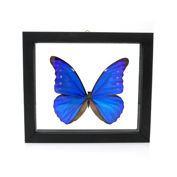 Closeup photo of Morpho Cacica Butterfly Frame