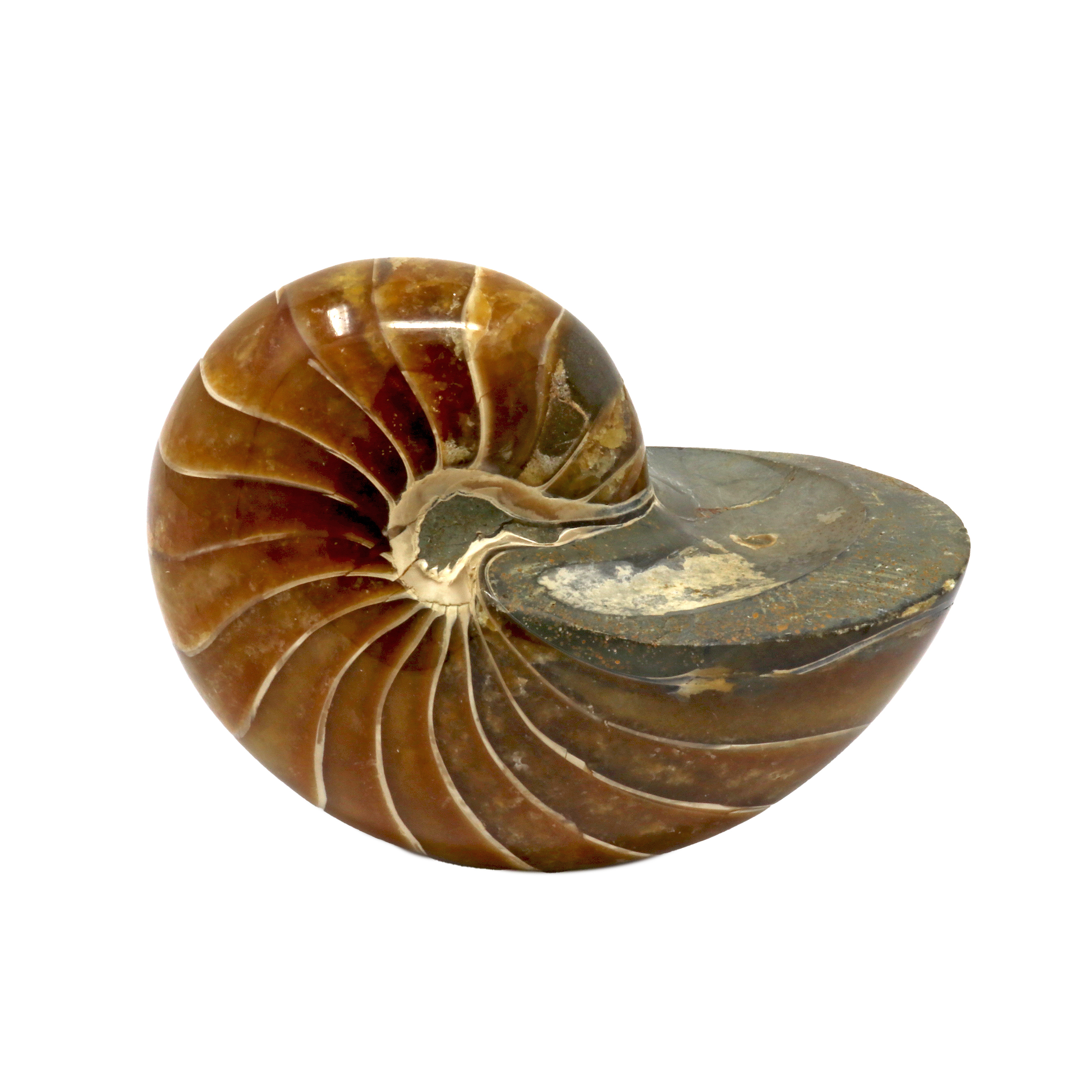 Wide Back Ammonite Fossil with Simple Sutures - Seabed in Center