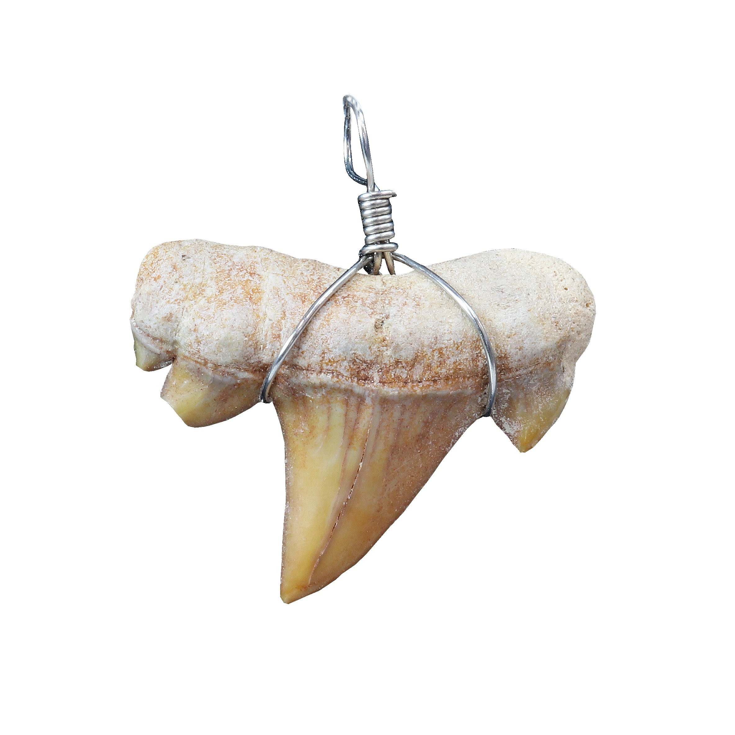 Otudus Shark Tooth Pendant - Wire Wrapped
