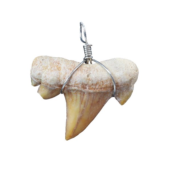 Closeup photo of Otudus Shark Tooth Pendant - Wire Wrapped