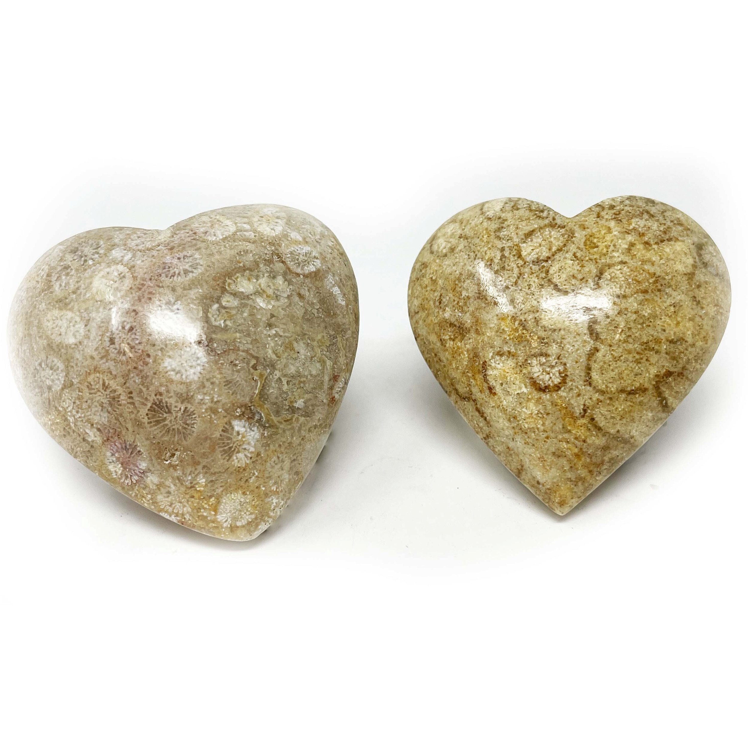 Fossilized Coral Heart From Indonesia (Singles)