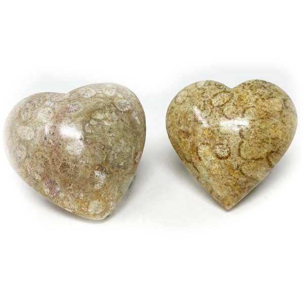 Closeup photo of Fossilized Coral Heart From Indonesia (Singles)