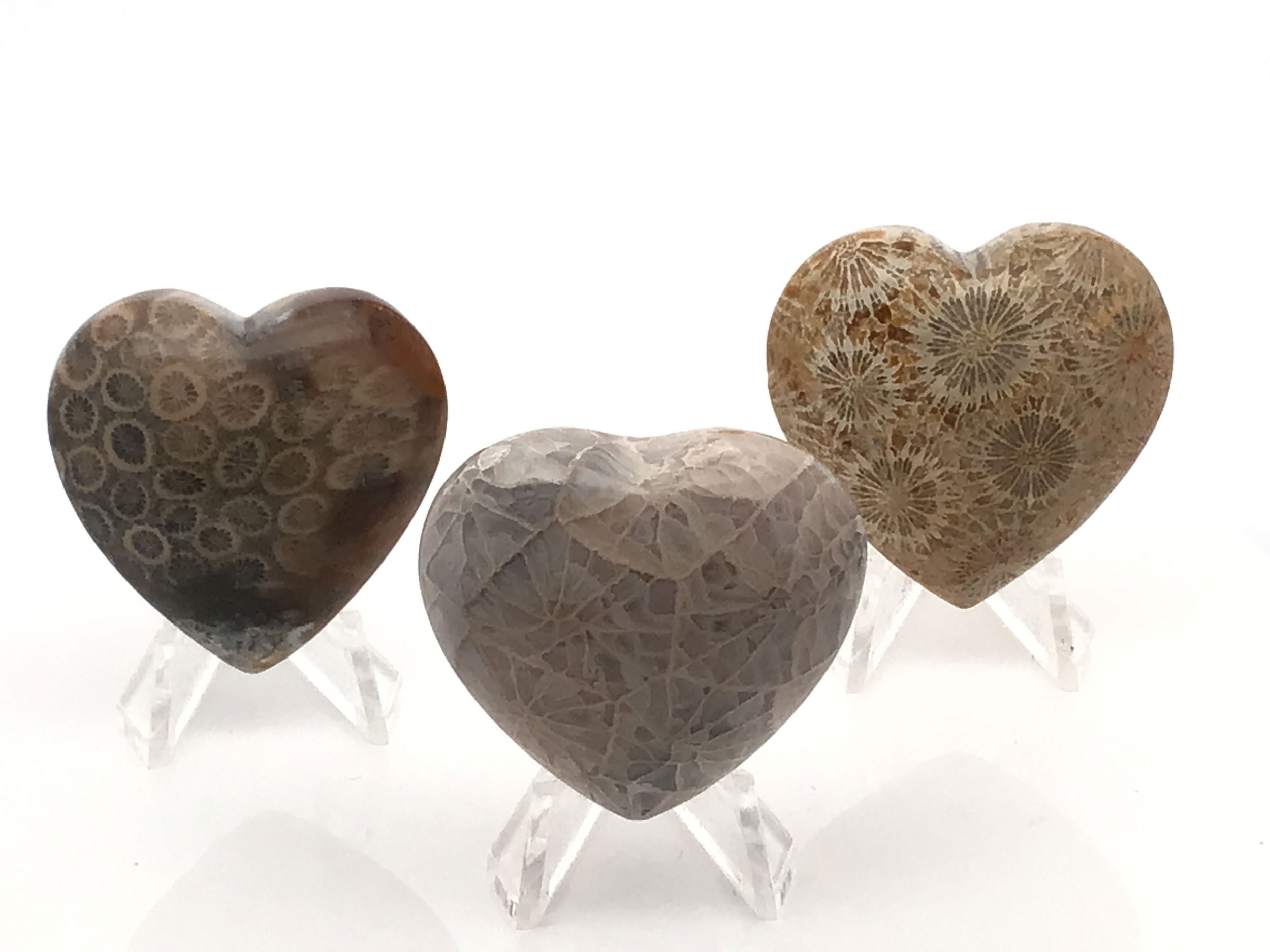 Surprise your loved one with a timeless gift - Fossilized Coral Heart from Indonesia. This unique heart-shaped specimen is crafted from natural fossilized coral, making it a stunning display piece and conversation starter. Perfect for any occasion, it will be treasured for years to come. Fossilized Coral Heart From Indonesia (Singles)