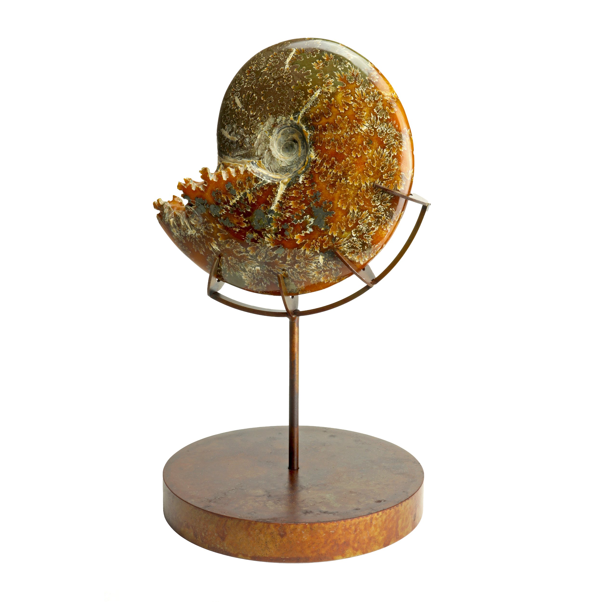Whole Ammonite Fossil With Suture End Chamber On Custom Boomerang Detail Round Stand With Pyrite Inclusions