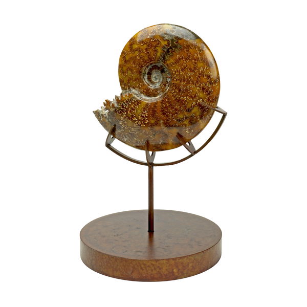 Closeup photo of Whole Ammonite Fossil With Suture End Chamber On Custom Boomerang Detail Round Stand With Two Different Sides