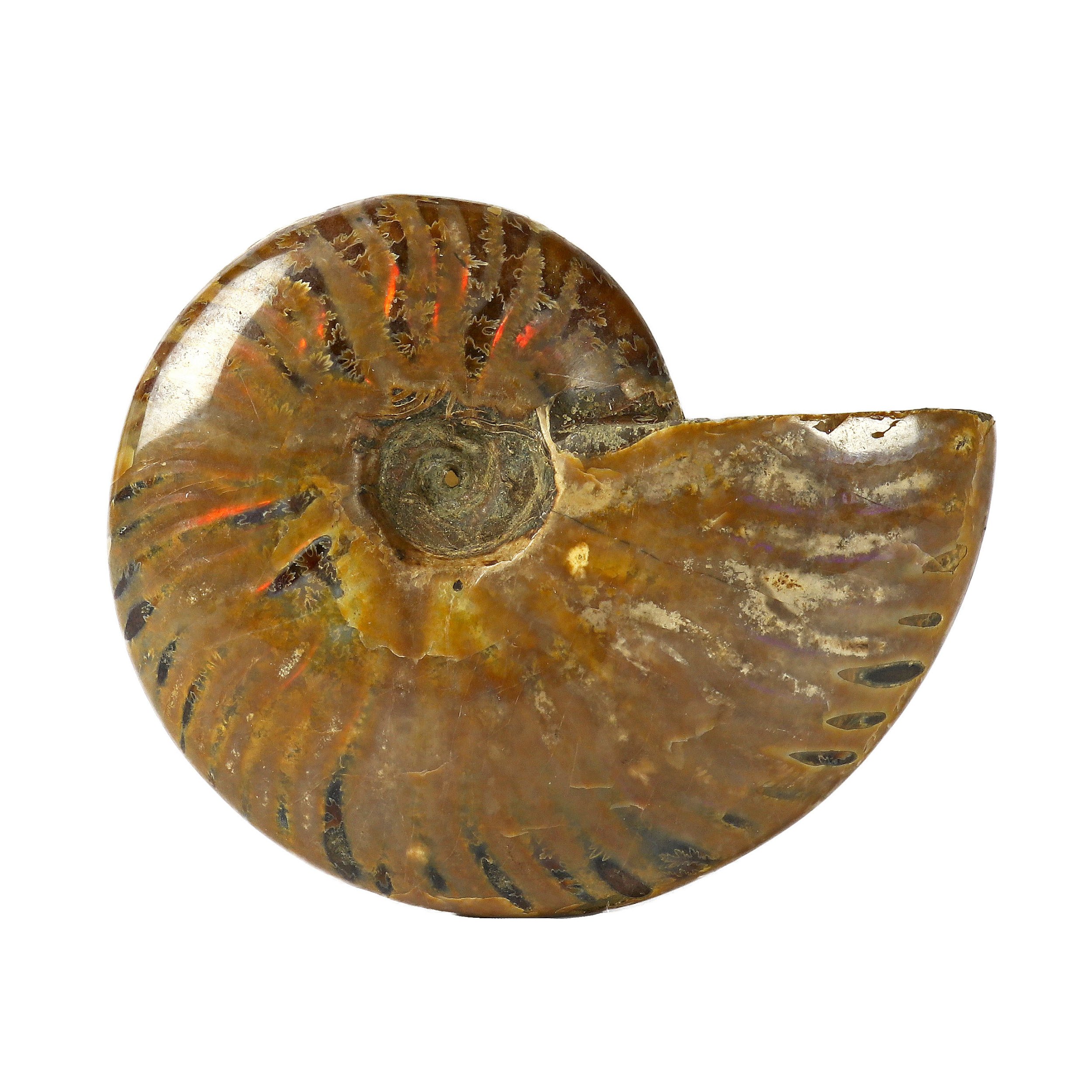 Ammonite Fossil With Red Opalization -Whole From Madagascar