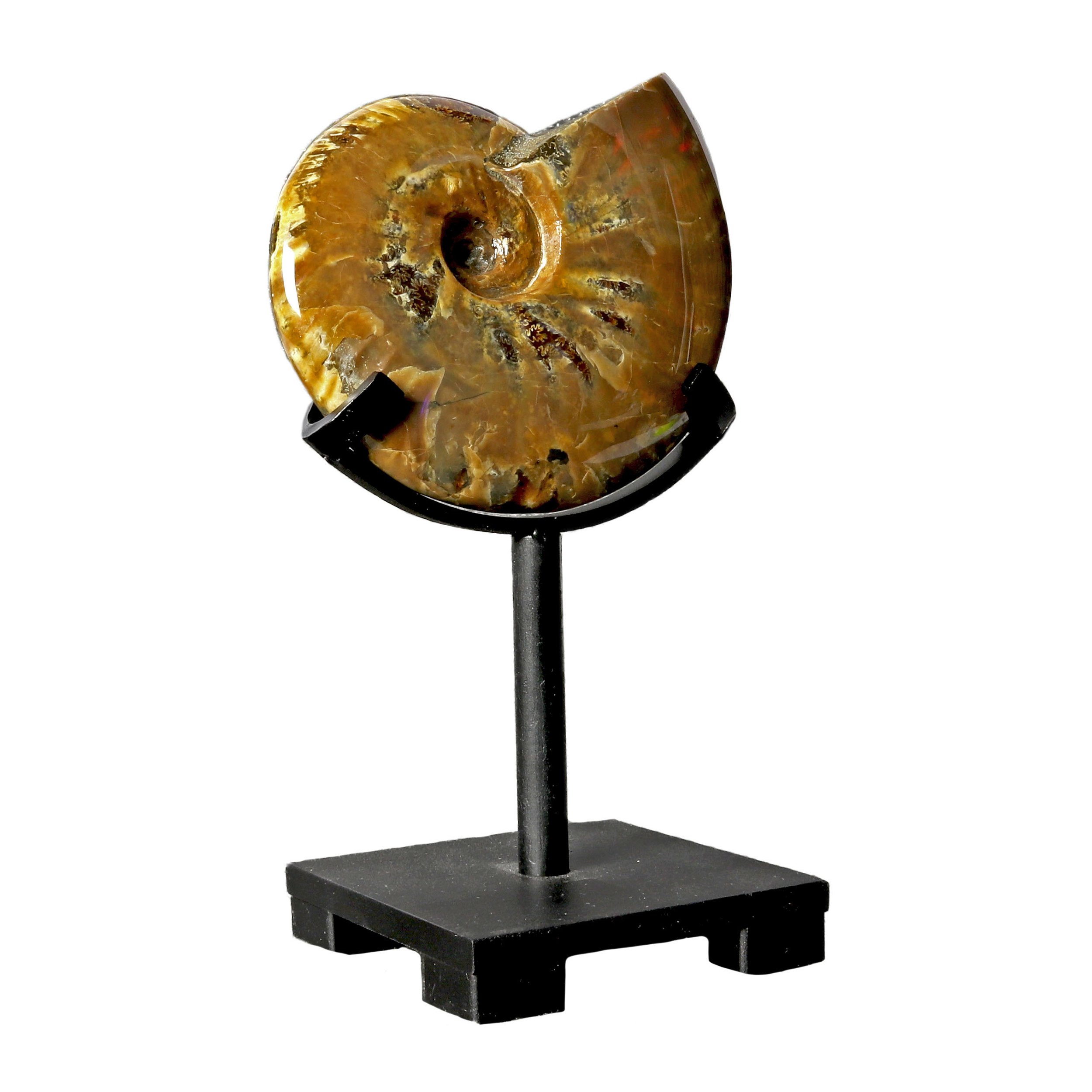 Opalized Ammonite On Custom Post Stand