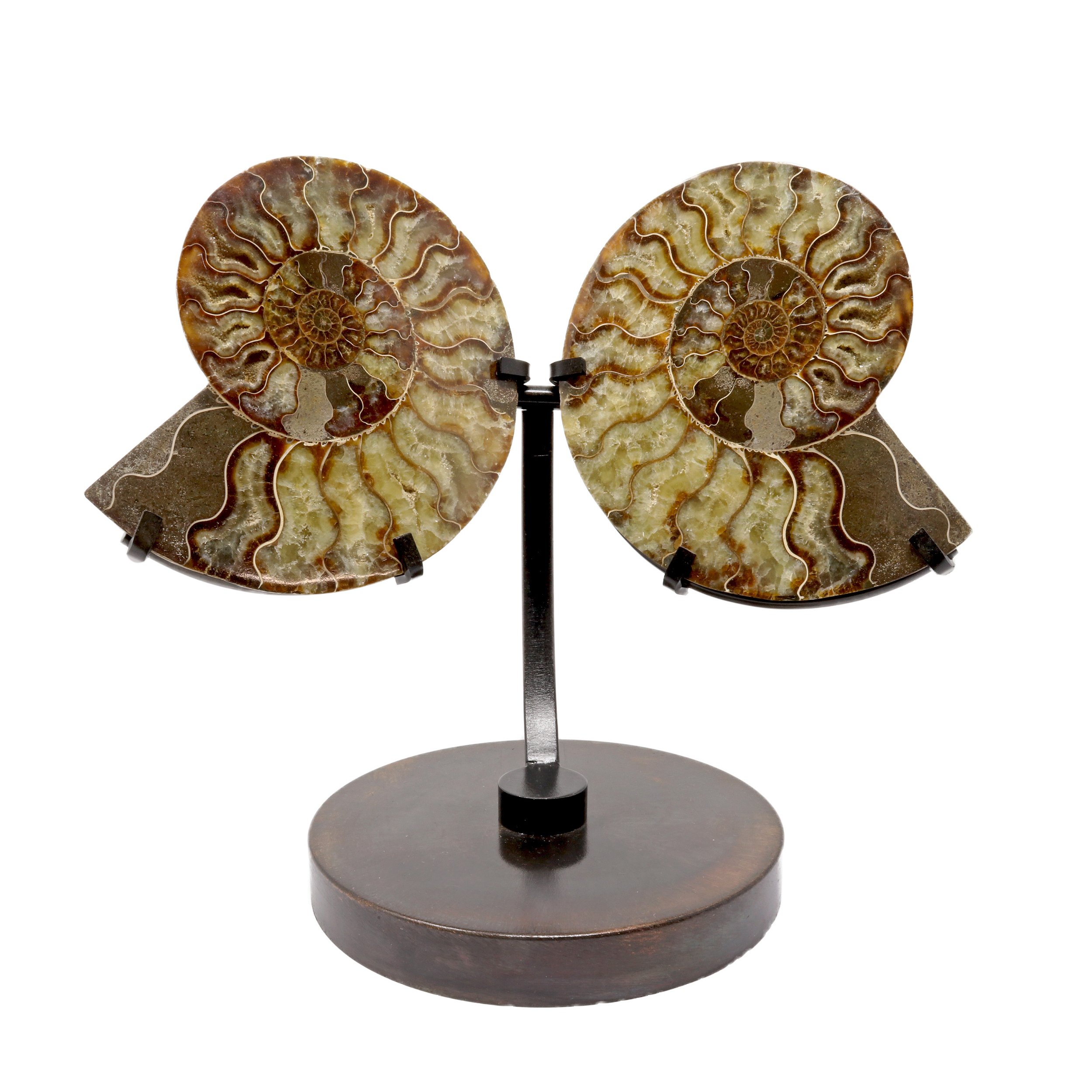 Ammonite Fossil Pair On Custom Metal Stand