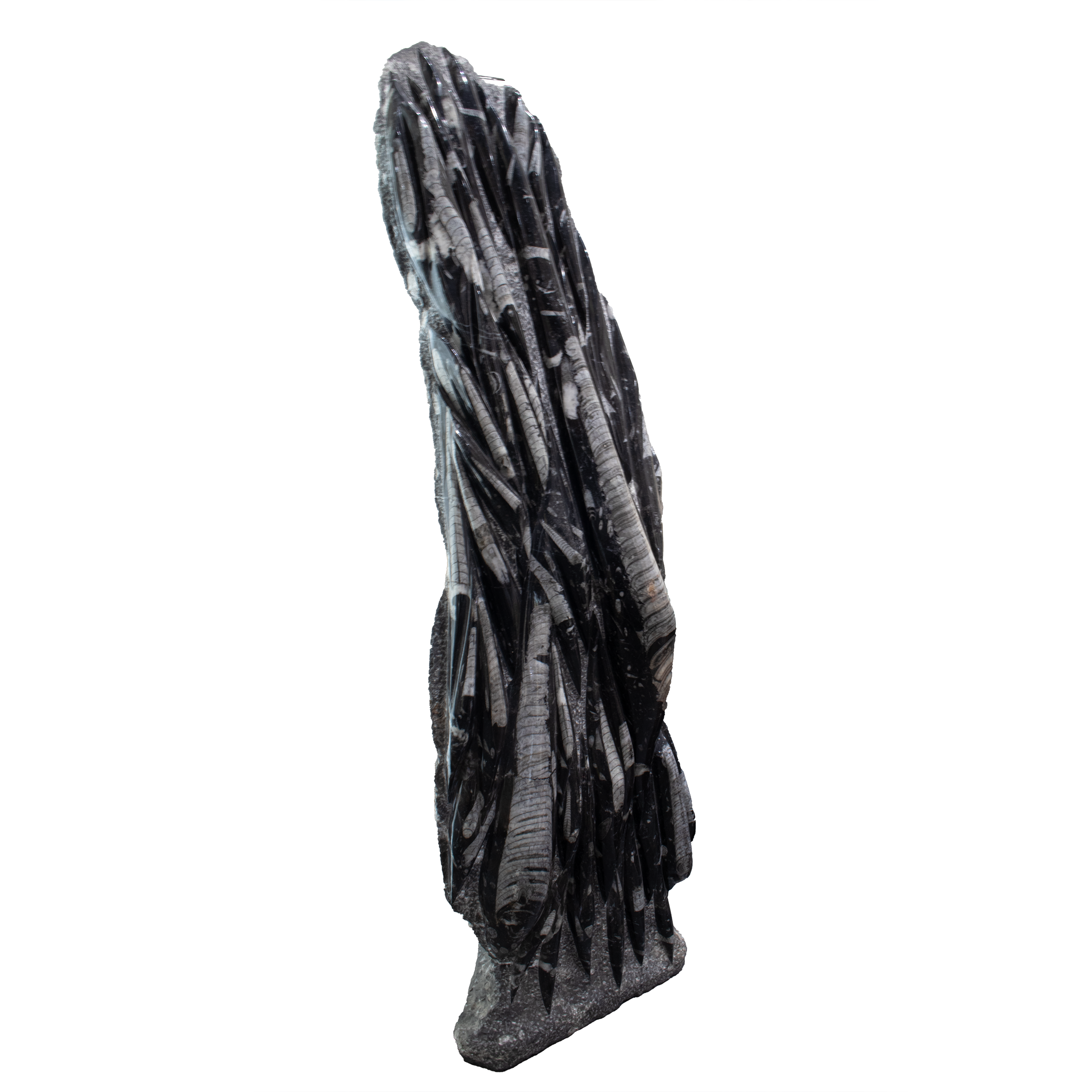 Unearth a piece of ancient history with this Orthoceras Fossil Sculpture, crafted from genuine 400-million-year-old fossils. Each self-standing floor plaque features naturally preserved marine creatures—ancestors of modern squids—showcasing striking patterns formed in stone over millennia.With its organic shape and floor-height presence, this one-of-a-kind piece adds a bold, earth-inspired touch to any room. No stand required—just place and admire. Both decorative and educational, it blends natural beauty with expert craftsmanship, making it a timeless addition to any space. Orthoceras Fossil Sculpture - Plaque Self-Standing Floor Height