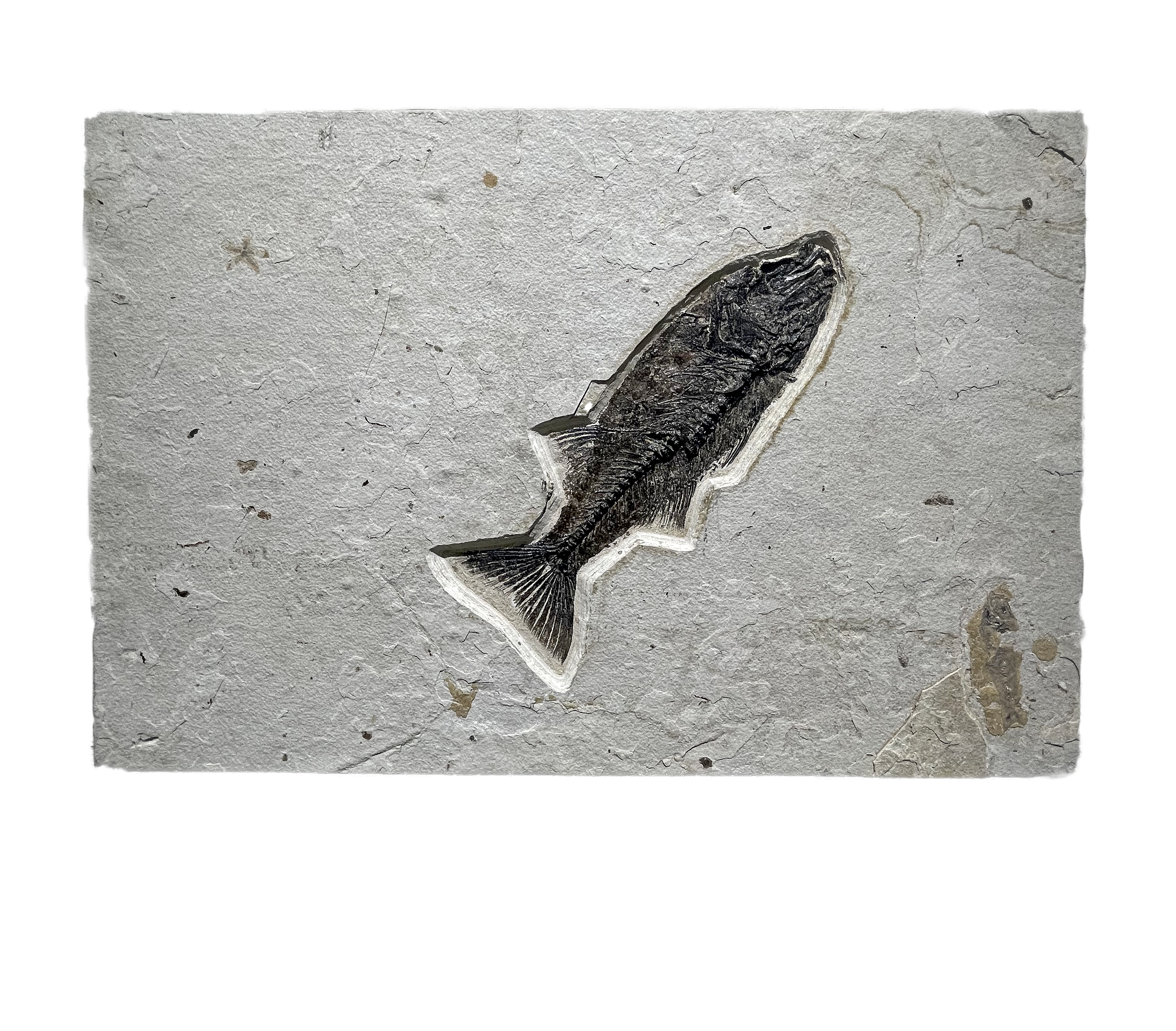 Green River Wyoming Fish Tile - Mioplosus Labrac