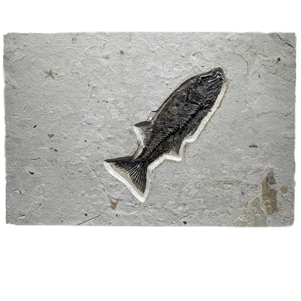 Closeup photo of Green River Wyoming Fish Tile - Mioplosus Labrac