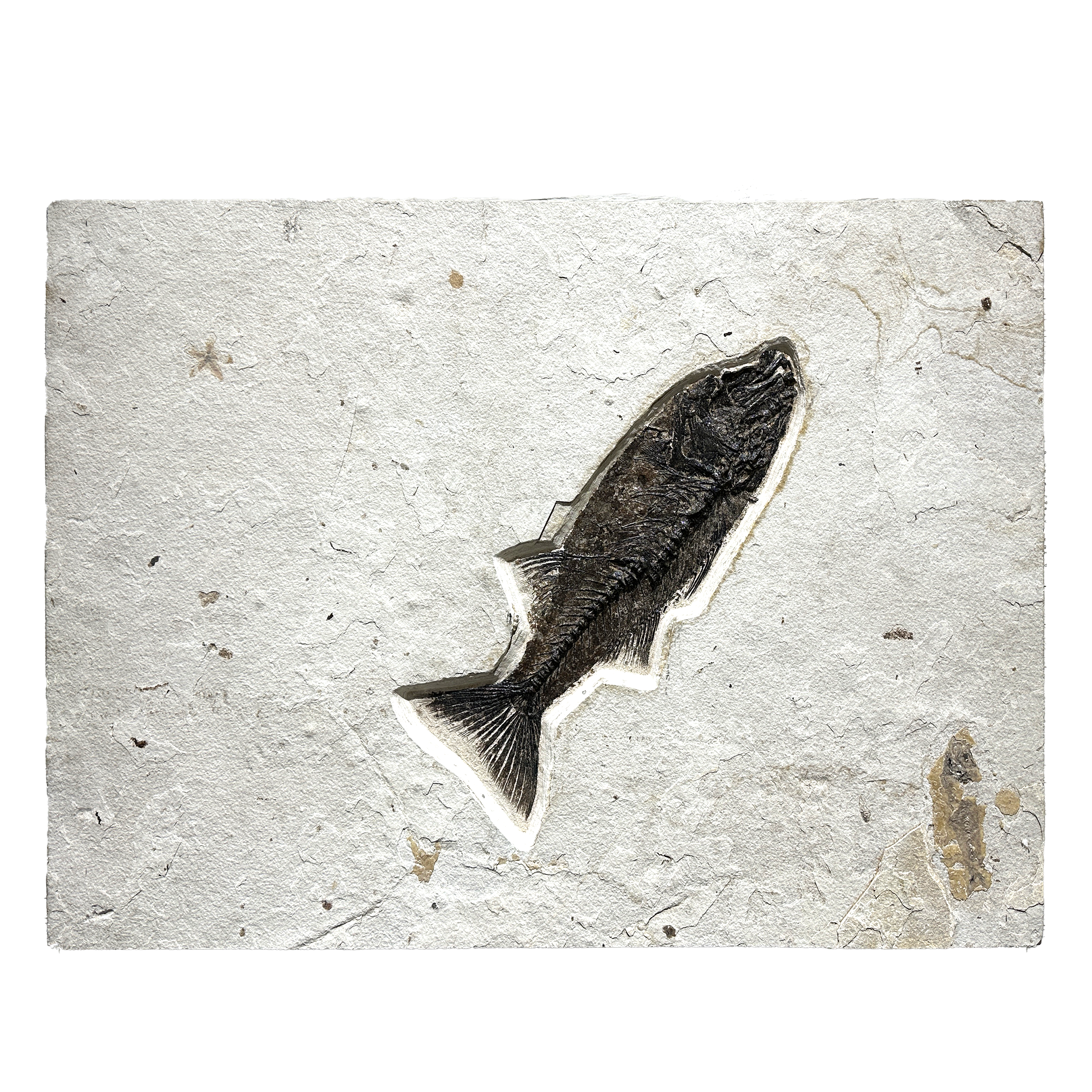 Made from a stunning Mioplosus Labrac fish fossil set in limestone, it's a unique and elegant piece of wall art. Perfect for nature lovers, it adds a touch of the outdoors to any space.This fossil is a great addition to your collection or home decor. Laminated with alternating limestone and organic matter, it showcases the world's highest concentration of articulated fossil fish. Bring a piece of natural history into your home with this Green River Wyoming fish tile. Green River Wyoming Fish Tile - Mioplosus Labrac