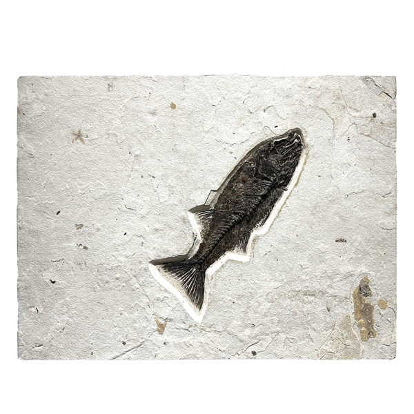 Closeup photo of Green River Wyoming Fish Tile - Mioplosus Labrac