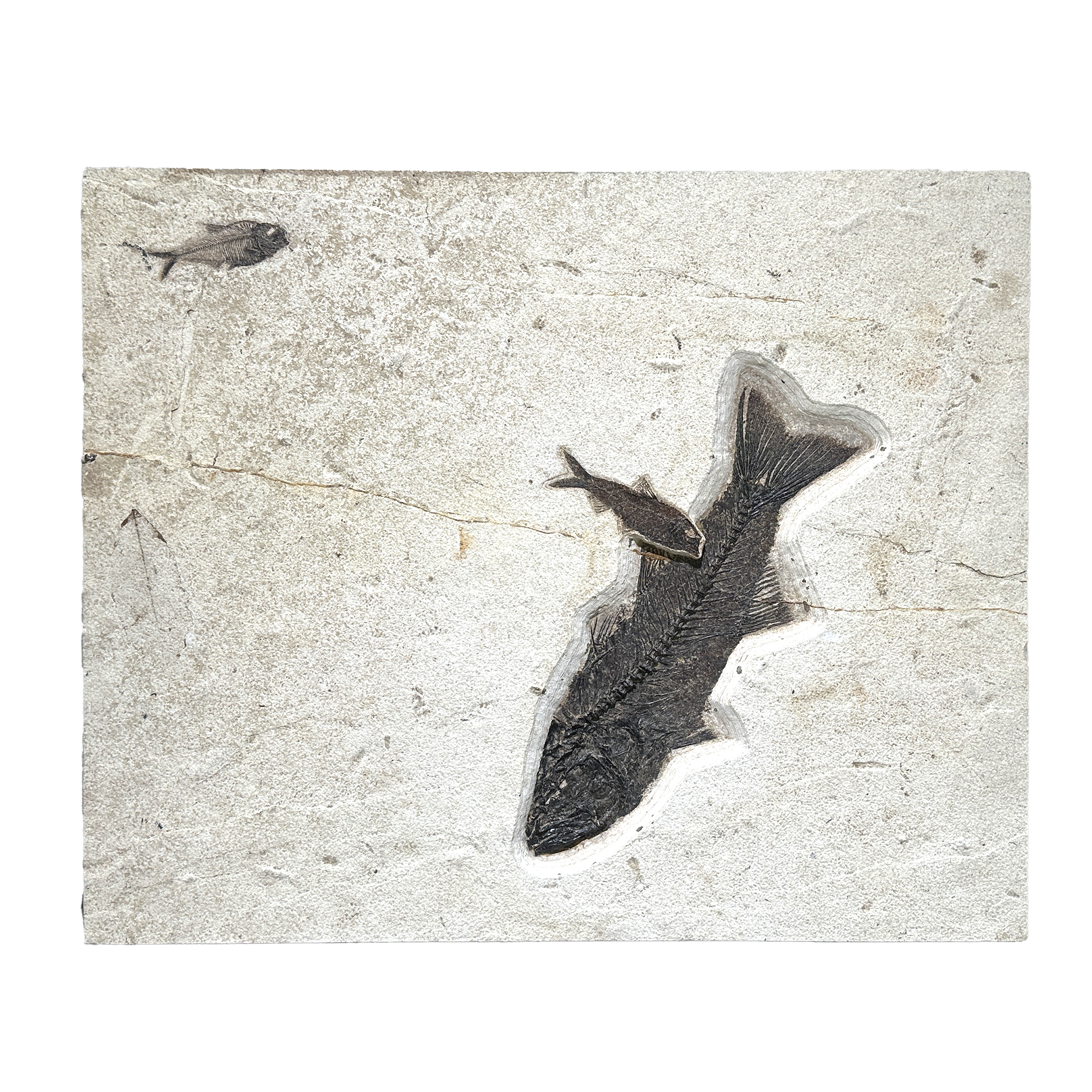 Showcasing authentic Mioplosus and Knightia fossils from the Green River Formation, this limestone tile captures life from 52 million years ago with stunning detail. Each fossil reveals intricate bone structures, beautifully preserved in warm, earthy stone.Perfect for display in homes, offices, or educational spaces, this one-of-a-kind piece blends natural history with artistic elegance—an ideal gift or statement for fossil collectors and nature enthusiasts alike. Green River Wyoming Fish Tile - Mioplosus & Knightia