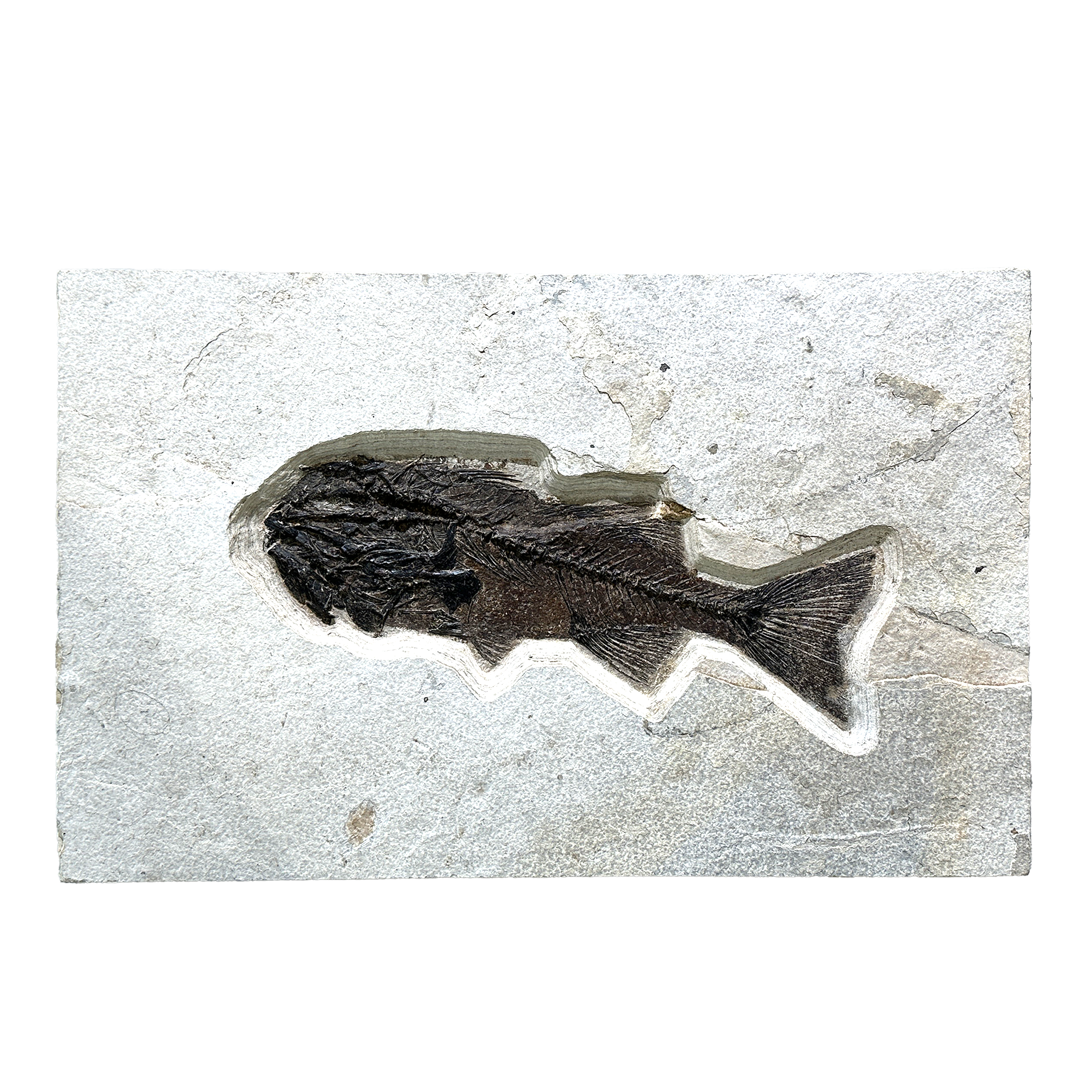 This exceptional piece encapsulates the beauty and intrigue of aquatic fossils, offering you a tangible connection to Earth’s ancient history. This tile features a genuine fish fossil, meticulously preserved in the natural limestone of the Green River Formation, dating back approximately 50 million years. The intricate details of the fish fossil present a remarkable display of nature’s artistry, capturing the delicate structures of ancient aquatic life, from fine bone structures to subtle impressions. Green River Wyoming Fish Tile ~50 Million Years Old (21 inches across)