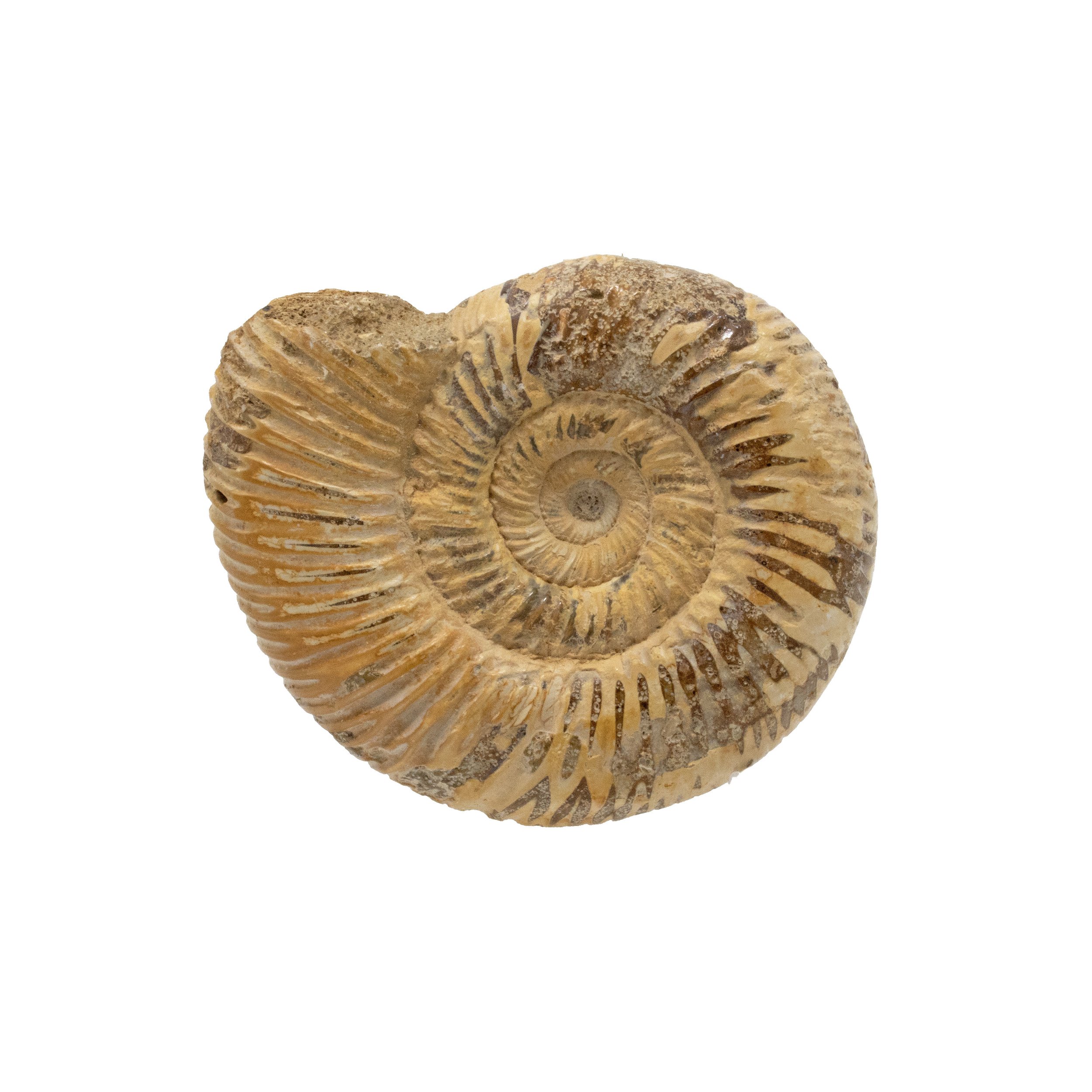 Whole Ammonite Fossil Aka Perisphinctes
