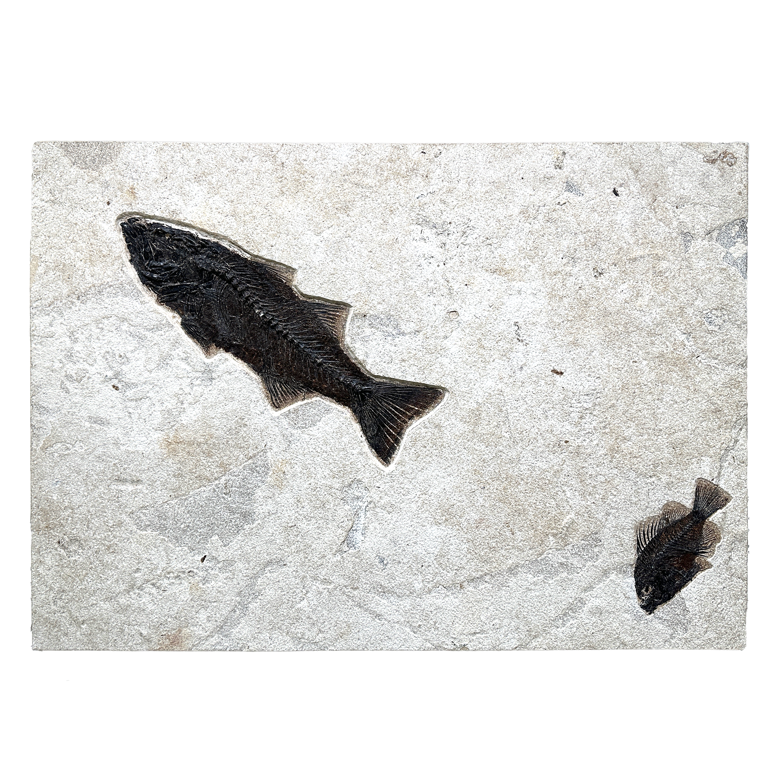 This stunning fossil panel features beautifully preserved Mioplosus and Knightia specimens from Wyoming’s Green River Formation, dating back over 50 million years. The pairing of predatory Mioplosus and schooling Knightia offers a rare glimpse into a prehistoric aquatic ecosystem.This one-of-a-kind piece brings natural history to life—perfect for collectors, educators, or anyone drawn to the timeless beauty of Earth’s ancient past. A captivating conversation piece for any space. Wyoming Fish Fossil Panel - Mioplosus & Knightia