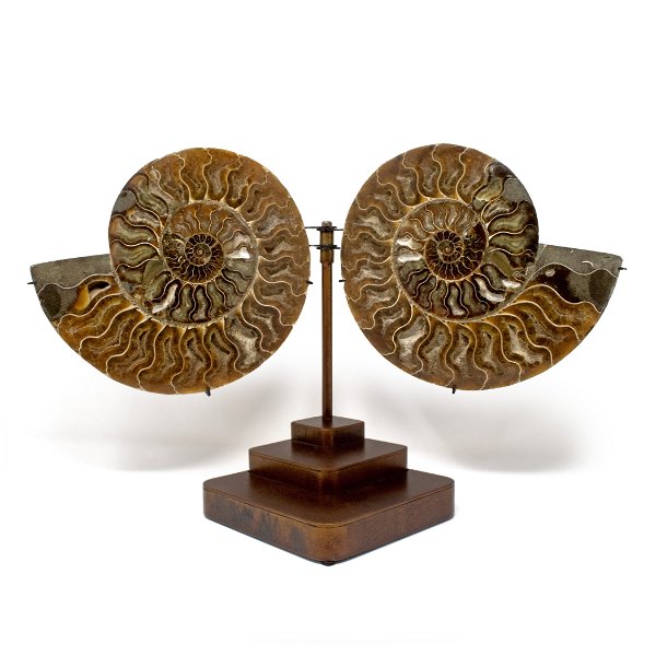 Closeup photo of Ammonite Fossil Pair in Custom Pivot Stand with Rust Patina Finish - Rich Sienna Brown Hue with Taupe & White Inclusions