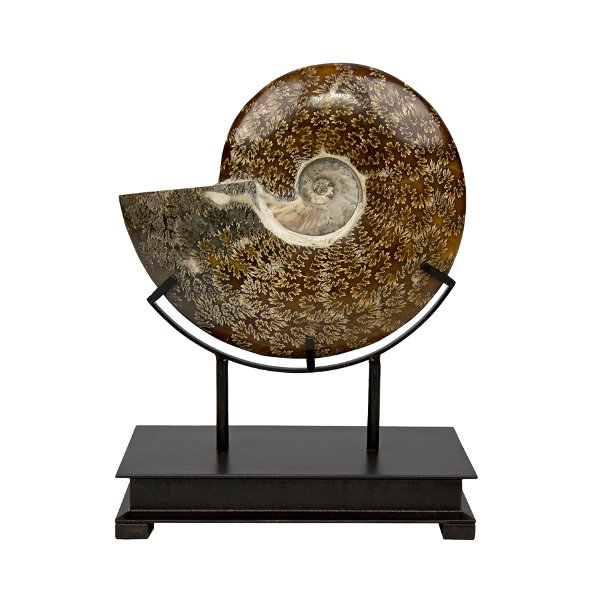 Closeup photo of Whole Ammonite Fossil in Custom Stand with Glossy Black Finish - Rich Mocha with Tan Veining Sutures