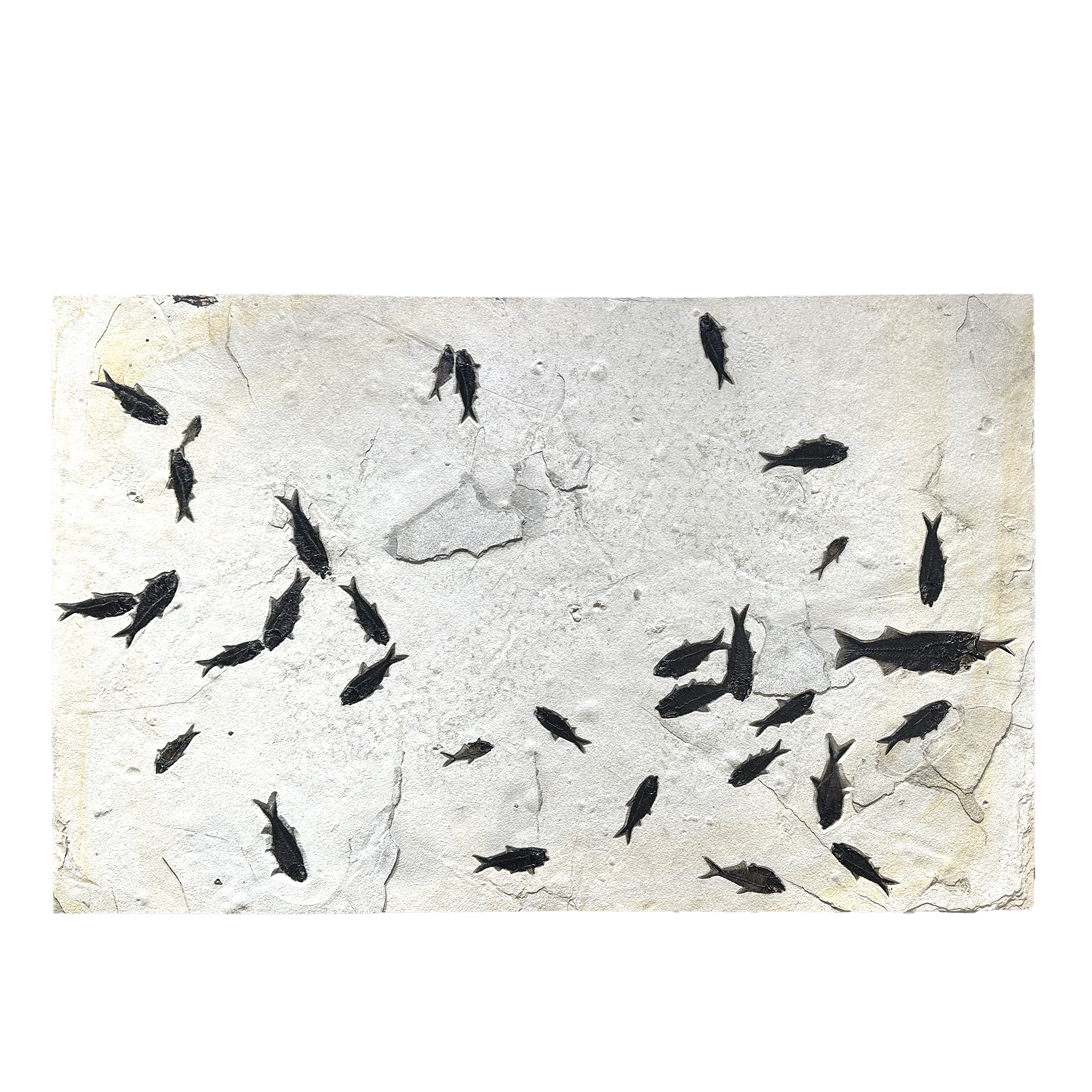 This fossil panel is more than just a display piece—it tells a real story from millions of years ago. The fish fossil shows signs of its final moments, including how it breathed and what it ate, offering a rare look into ancient aquatic life affected by natural gas events like methane clouds.The panel turns a piece of natural history into beautiful wall art. Its rustic-meets-modern style fits perfectly in any space, whether your decor is classic or contemporary.Carefully preserved and built to last, this fossil makes a meaningful addition for anyone who loves nature, history, or unique, conversation-starting art. Wyoming Fish Panel - Mortality Plate due to Methane Gas Cloud with Aspiration on Right & Stomach Content in Fish