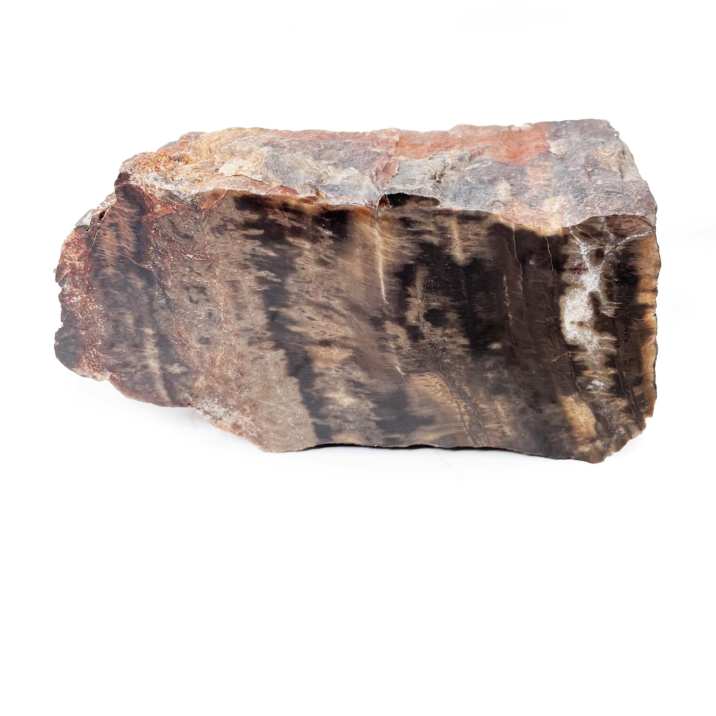 Arizona Petrified Wood Chunk- Woodworthia Browns