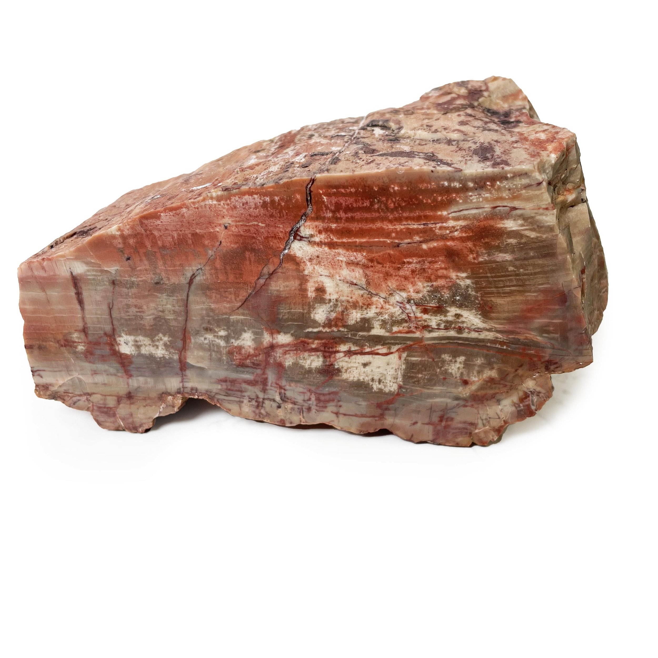 Arizona Petrified Wood Chunk