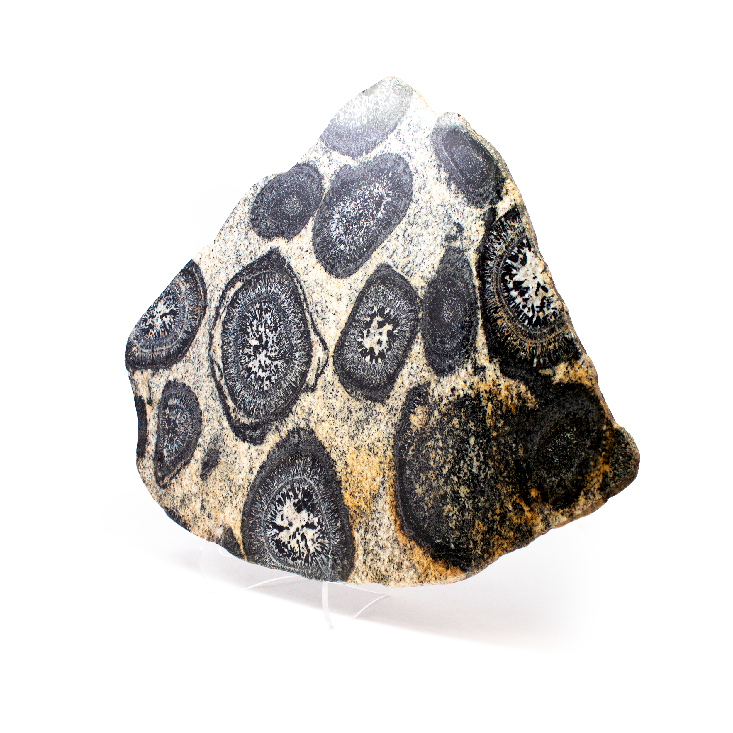 Discover the captivating beauty of our Orbicular Granite Slice, a unique specimen that brings the wonders of natural art into your collection or living space. This exquisite piece showcases the distinctive orbicular pattern, characterized by its mesmerizing concentric circles and striking contrasts. Crafted from high-quality granite, each slice is a one-of-a-kind masterpiece, reflecting the organic processes that formed it over millions of years.Perfect for mineral enthusiasts, collectors, or anyone with an eye for natural beauty, this Orbicular Granite Slice is more than just a specimen; it's a conversation starter and a timeless addition to any decor. Display it on a stand to highlight its intricate patterns, or incorporate it into a custom project for a touch of natural elegance. Orbicular Granite Slice