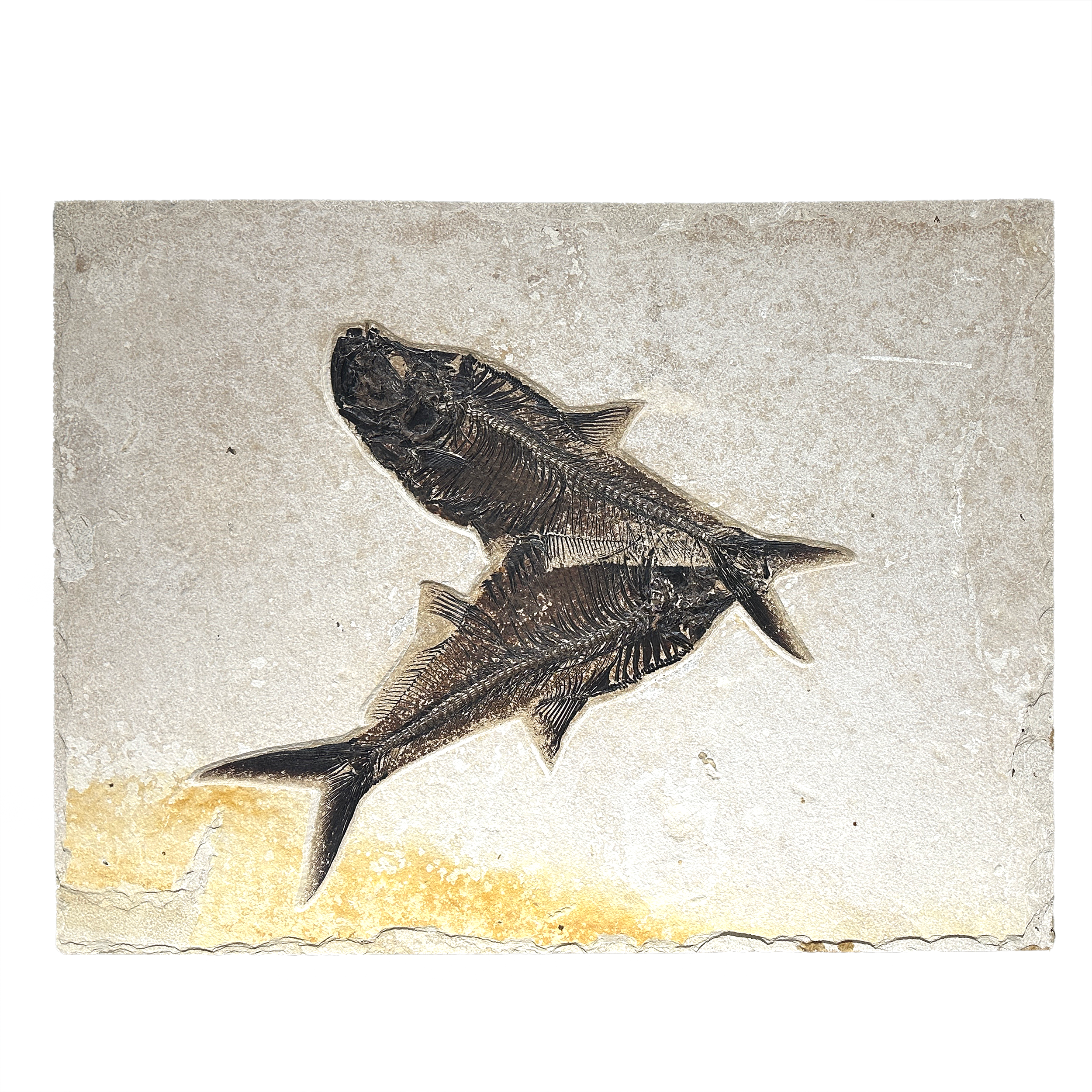 This striking fossil panel features two beautifully preserved Diplomystus fish from Wyoming’s Green River Formation, dating back over 50 million years. Set in natural limestone, the fossils reveal delicate fins and fine bone structure with exceptional clarity.Ideal for wall display, this piece blends scientific wonder with natural elegance—perfect for collectors, educators, or anyone seeking a unique and timeless statement of Earth’s ancient aquatic life. Wyoming Fish Fossil Panel - Diplomystus Duo