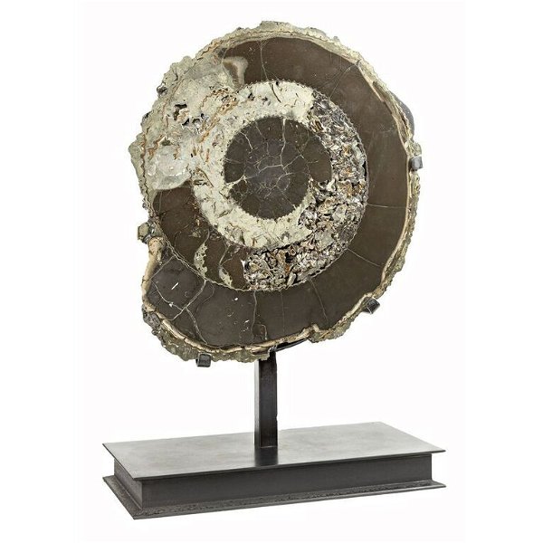 Closeup photo of Pyritized Ammonite Half from Russia In Custom Stand