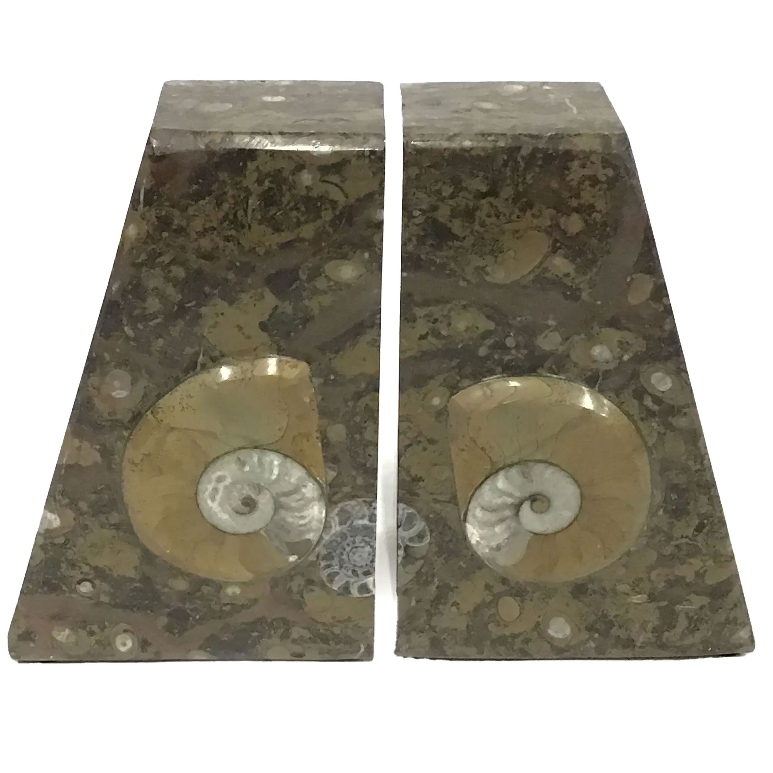 These Ammonite and Orthoceras Fossil Bookends pair prehistoric elegance with functional design, each piece showcasing genuine marine fossils preserved in natural stone. One side features the coiled, spiral form of an ammonite, while the other displays the elongated, geometric silhouette of an orthoceras—both ancient cephalopods dating back hundreds of millions of years.Carved and polished to reveal their fossilized details, these unique bookends serve as striking decor while offering sturdy support for your library. Ideal for a study, office, or living space, they invite conversation and add timeless intrigue to any bookshelf. A perfect gift for fossil collectors, natural history enthusiasts, or lovers of one-of-a-kind objects rooted in the Earth's deep past. Ammonite and Orthoceras Fossil Bookends