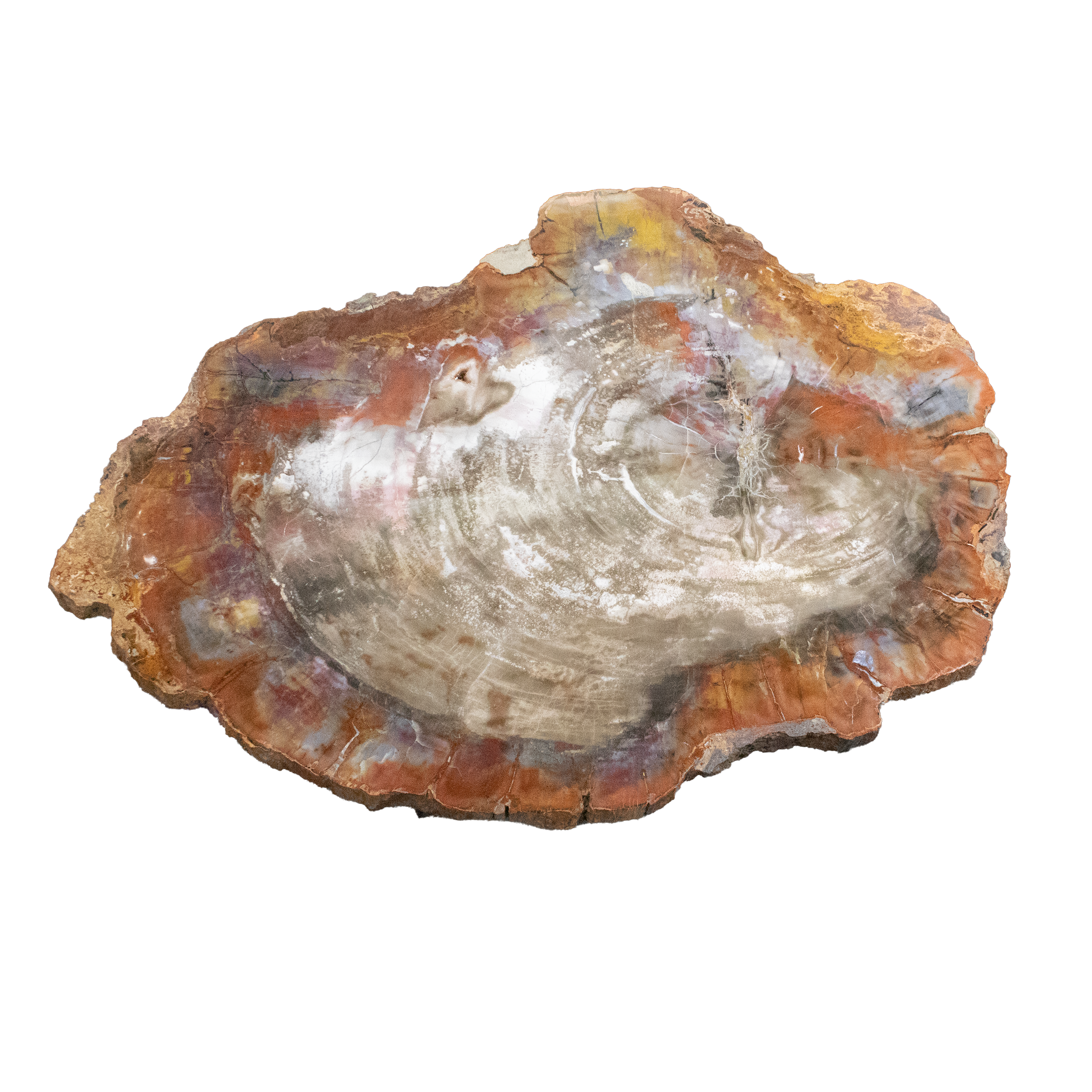 Bring ancient Earth into your home with this Arizona Petrified Wood Slice, a polished table-sized specimen that combines natural beauty with prehistoric intrigue. Sourced from Arizona’s renowned petrified forests, each slice is millions of years old and features a striking mix of white and brown tones at the center, radiating into vivid hues of red and yellow around the edges.With its unique coloration and fossilized textures, this piece serves as both a functional tabletop and a captivating display. Whether used as furniture or a decorative centerpiece, it offers a rare glimpse into Earth's distant past—perfect for collectors, design lovers, and those who appreciate nature’s enduring artistry. Arizona Petrified Wood Slice -Table Size - White & Brown On Center With Yellow & Red Exterior