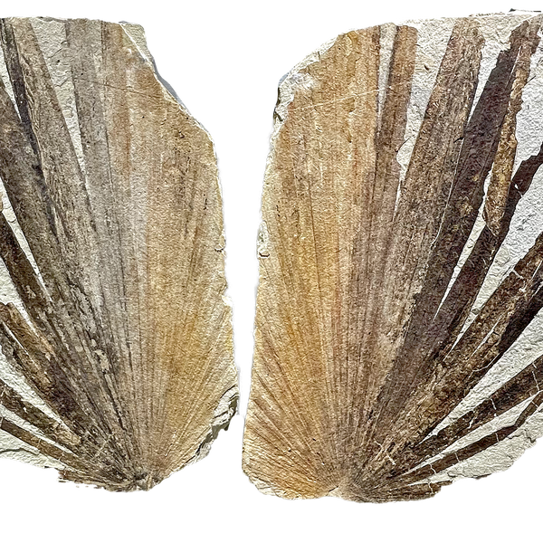Closeup photo of Fossilized Palm Frond Pair