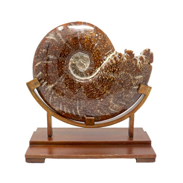 Closeup photo of Ammonite Fossil Whole Features Sutures On Custom Stand