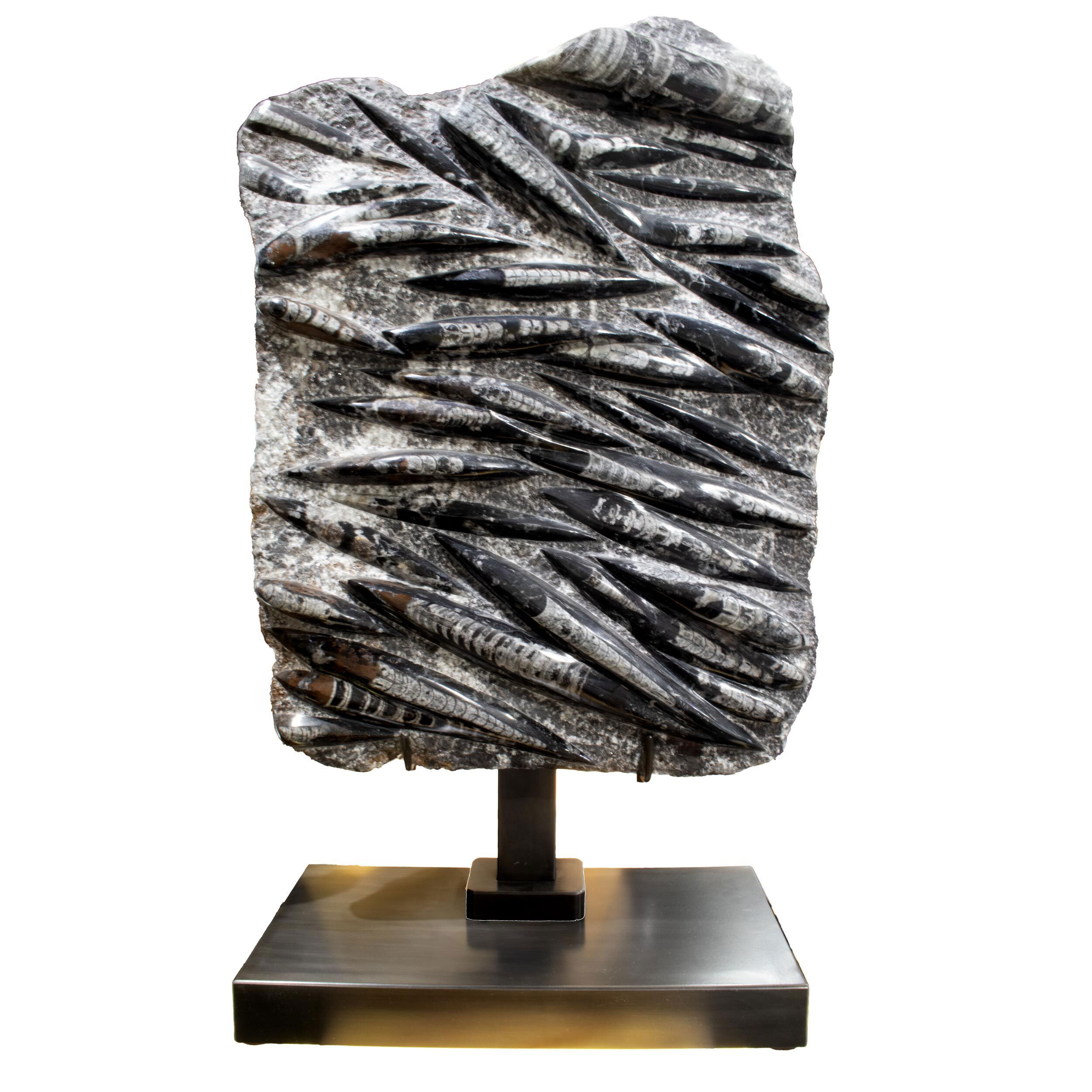 Discover the timeless beauty of the ancient oceans with our Orthoceras Fossil Plaque, expertly mounted on a custom-designed stand. Each piece features a genuine Orthoceras fossil, naturally preserved in Moroccan limestone for over 400 million years. The minimalist stand enhances the fossil’s raw elegance, making it an eye-catching accent for any room, whether modern or traditional.More than just a decorative object, this fossil plaque offers a tangible connection to Earth’s prehistoric past. Its compact size fits effortlessly on shelves, desks, or mantels, bringing a sense of depth and sophistication to any setting. Every plaque is one-of-a-kind, offering both aesthetic appeal and a meaningful story rooted in natural history. Orthoceras Fossil Plaque On Custom Stand