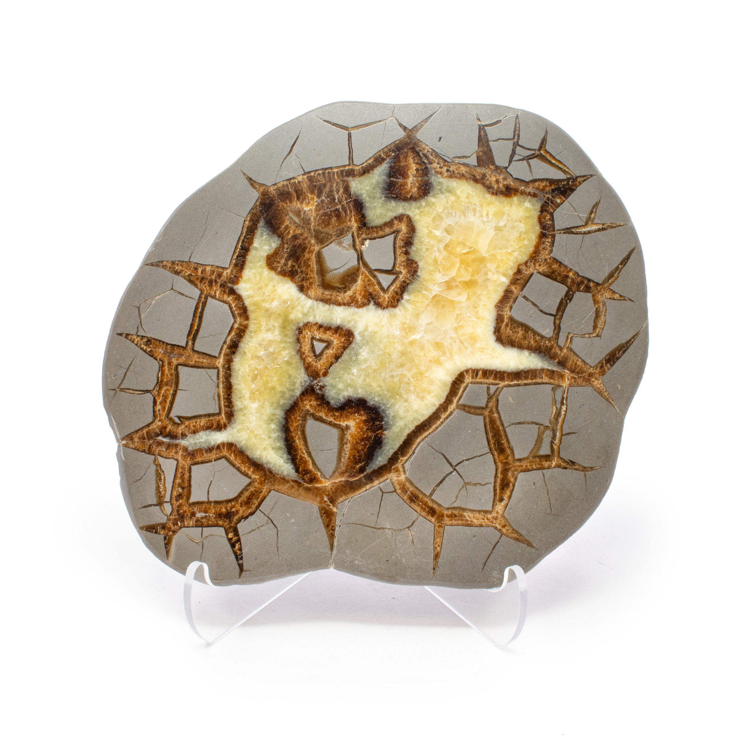 Discover the captivating beauty of nature with our exquisite Septarian Geode Slice, sourced from the heart of Utah. This remarkable specimen showcases the unique charm and intricate formations that make Septarian geodes a must-have for collectors and enthusiasts alike. Each Septarian geode slice reveals a mesmerizing mosaic of natural patterns. With a blend of warm browns, rich yellows, and earthy grays, these slices offer a stunning visual display reminiscent of an ancient map.Mined from Utah’s renowned deposits, our Septarian geode slice is a genuine specimen that reflects the region's geological history and natural artistry.Composed primarily of aragonite, calcite, and limestone, these geodes were formed millions of years ago. The intricate cracks and crystal growths within each piece tell a story of its creation, providing both educational and aesthetic value. Septarian Geode Slice from Utah