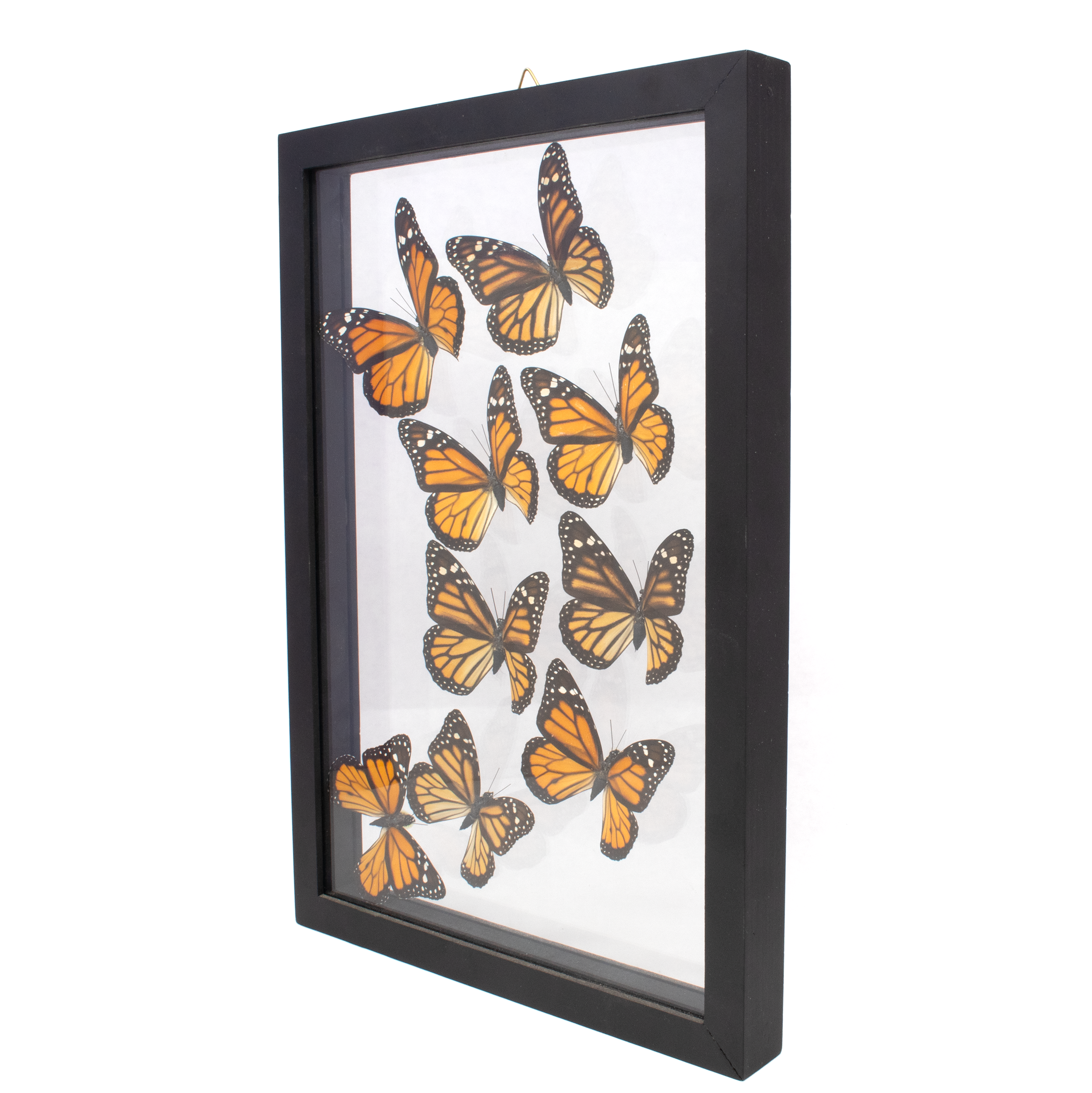 Elevate your living space with the enchanting beauty of nature through our Butterfly Frame 9 Count - Monarch. This exquisite piece of wall art showcases the regal splendor of the Monarch butterfly, offering a captivating and elegant display for any room in your home. The lifelike details in each butterfly are impeccably captured, highlighting the vibrant orange and black patterns that make the Monarch so iconic. Each butterfly is meticulously framed using the highest quality materials to ensure lasting beauty and durability. The solid frame offers a classic touch that complements any interior décor style, from modern to traditional.Whether you're looking to add a focal point in your living room, bedroom, office, or hallway, this piece brings a touch of natural elegance and a burst of color to your walls. Butterfly Frame 9 Count - Monarch