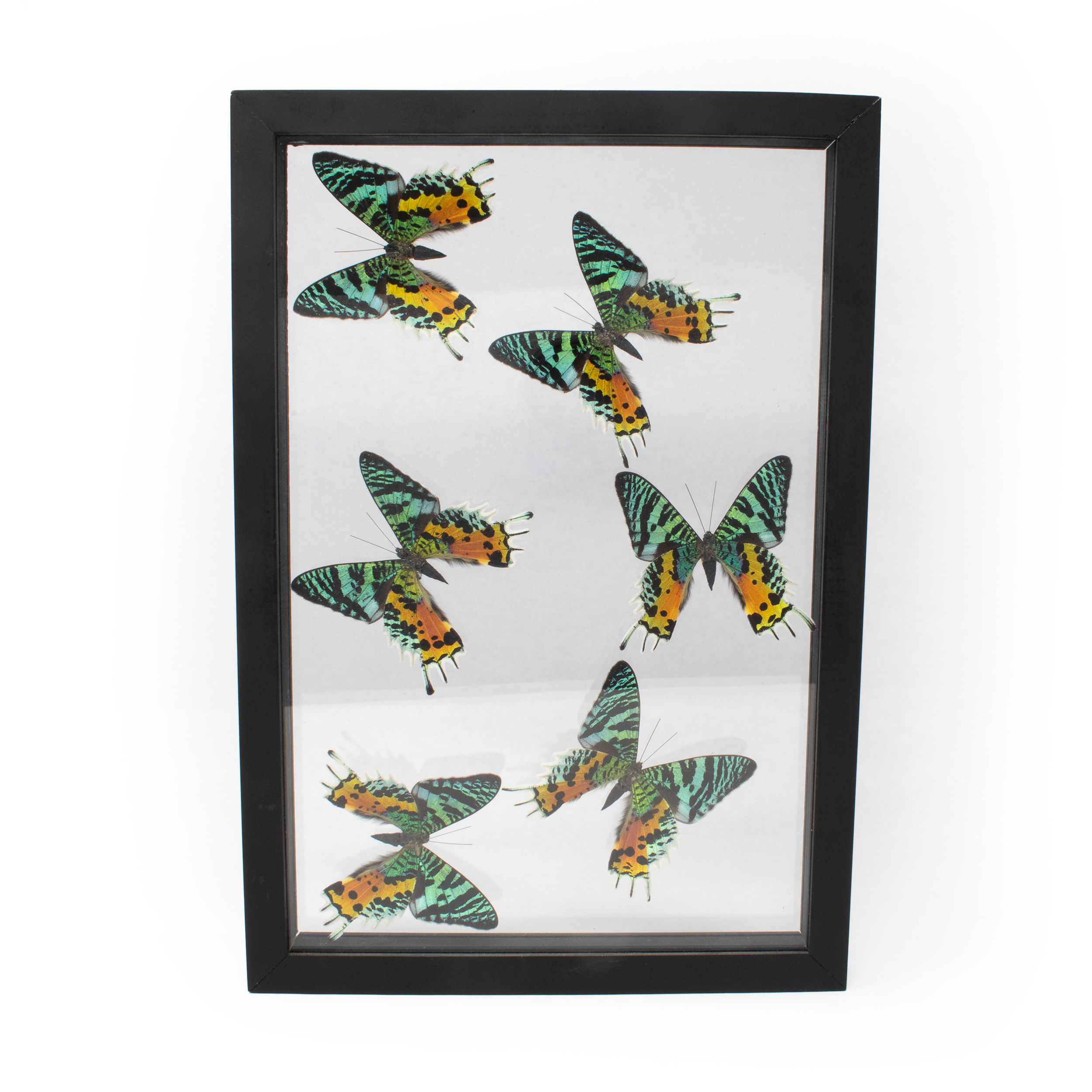 Introducing the Uraniidae Sunset Moth 6 Count Frame, a captivating piece of wall art that celebrates the ethereal beauty of nature in your home. This exquisite collection features six meticulously preserved Uraniidae Sunset Moths, each showcasing stunning iridescent wings that shimmer with a magical interplay of colors, reminiscent of a breathtaking sunset.Expertly framed and arranged, this piece transforms a simple concept into an elegant display of natural art. The high-quality frame, crafted from sustainable materials, ensures durability while complementing the vibrant colors of the moths. Perfect for nature enthusiasts, art collectors, or anyone seeking to add a touch of wonder to their interiors. Uraniidae Sunset Moth 6 Count Frame