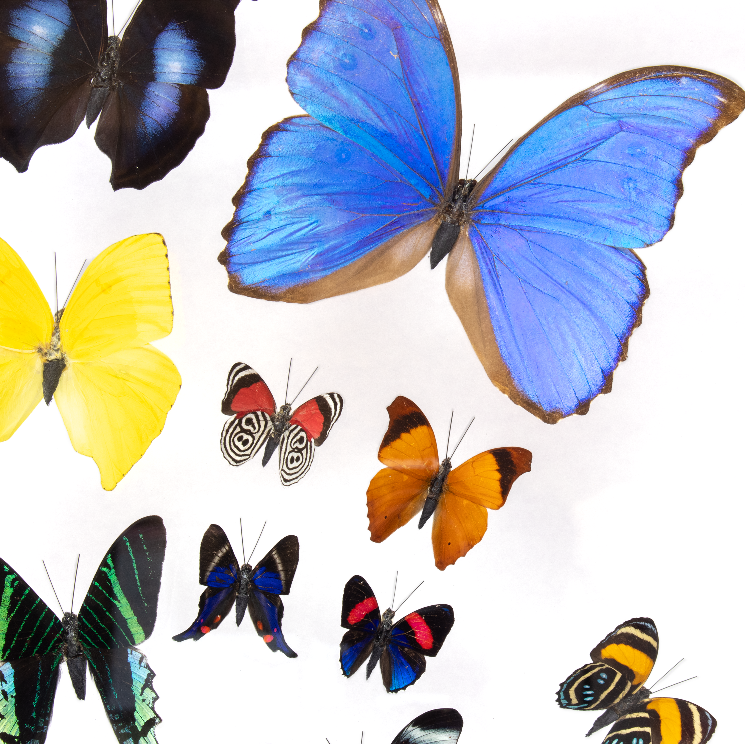 Introducing the Butterfly Frame 14 Count Variety – an exquisite collection of wall art that brings the delicate beauty of nature into your home. This stunning piece features 14 meticulously arranged butterflies, each one carefully preserved and beautifully framed to showcase its unique colors and intricate patterns.Crafted for nature enthusiasts and art lovers alike, this wall decor captures the essence of elegance and tranquility. The carefully selected butterflies offer a harmonious blend of vibrant hues and subtle tones, creating a mesmerizing visual experience that will captivate any onlooker. Butterfly Frame 14 Count Variety