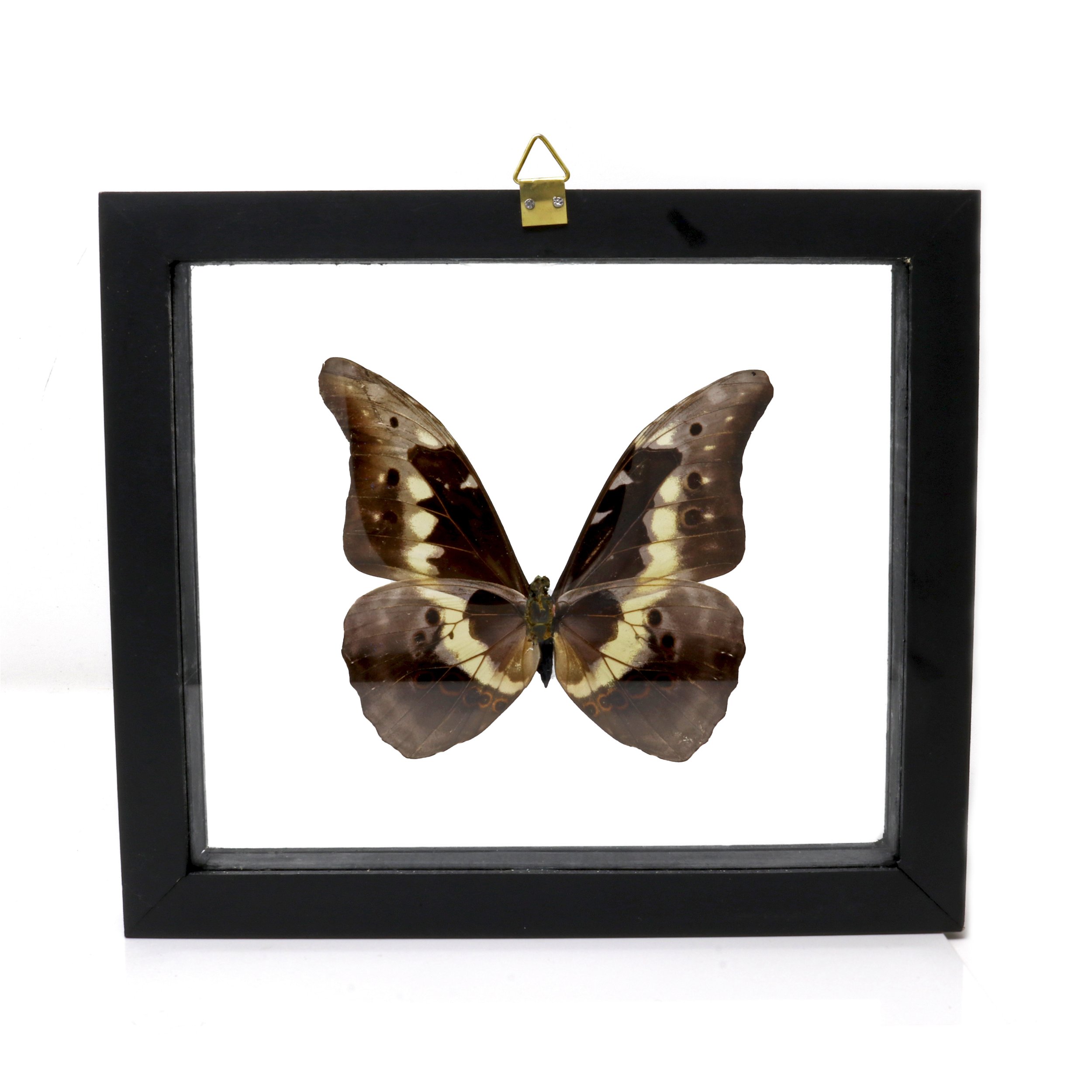 Single Morpho Rethenor Helena Butterfly Frame