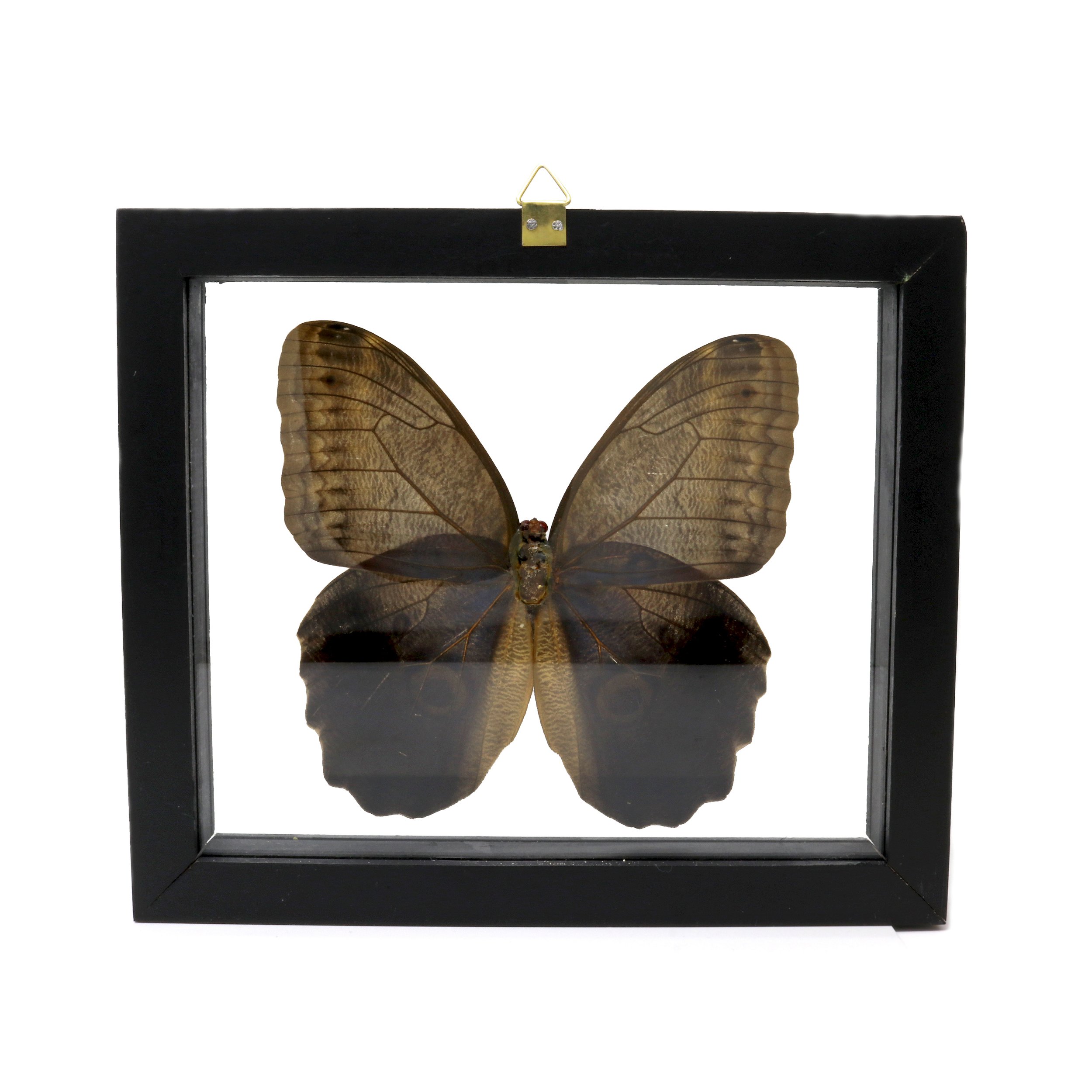 Butterfly Frame Single Owl Eye