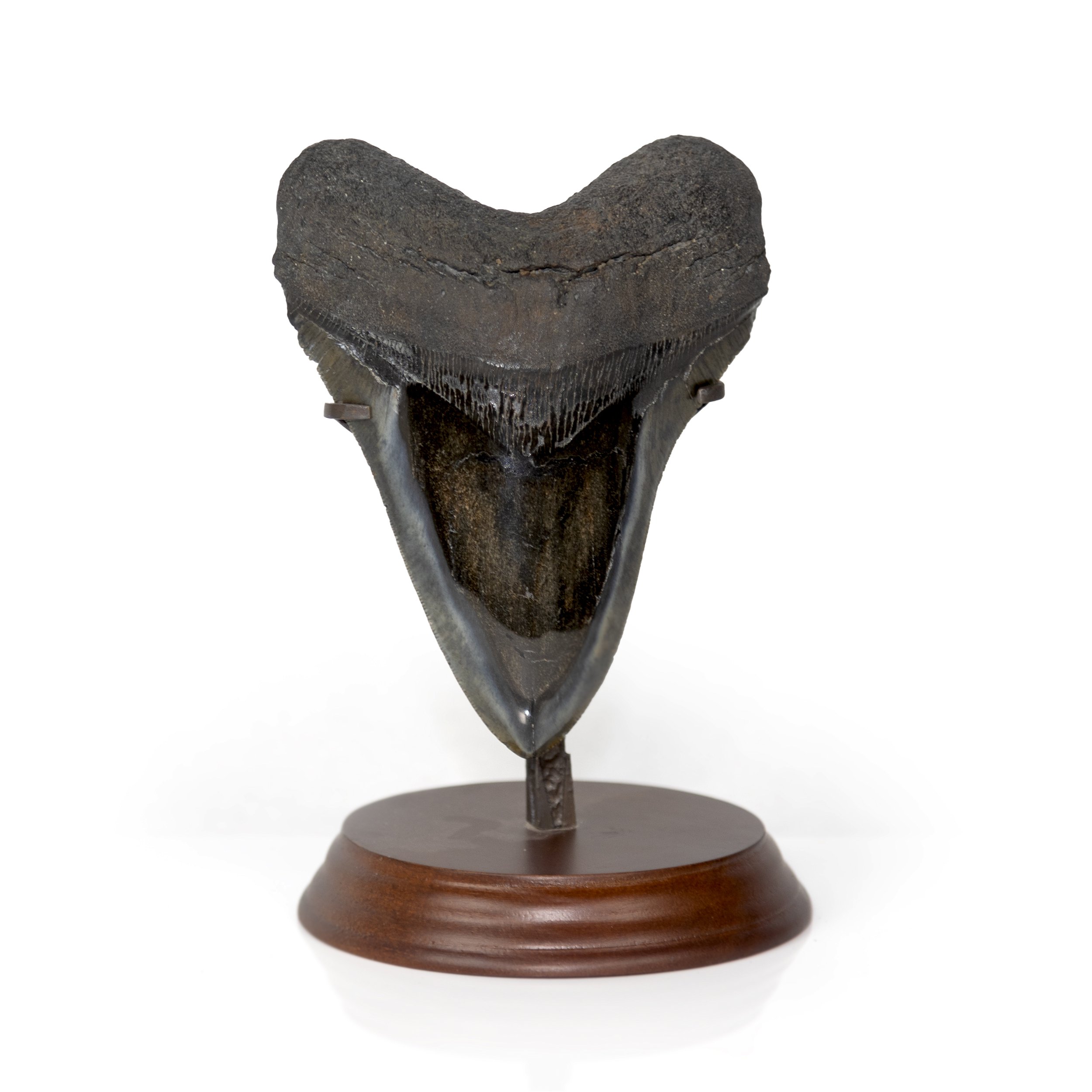 Megalodon Shark Tooth A++ Extra Large In Stand from South Carolina