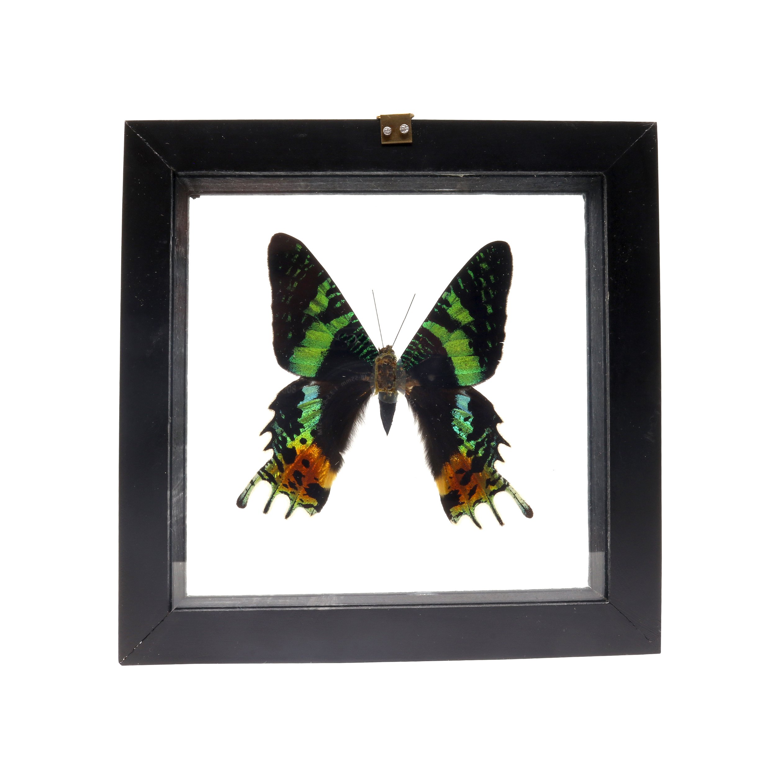 Sunset Moth Frame- Uraniidae