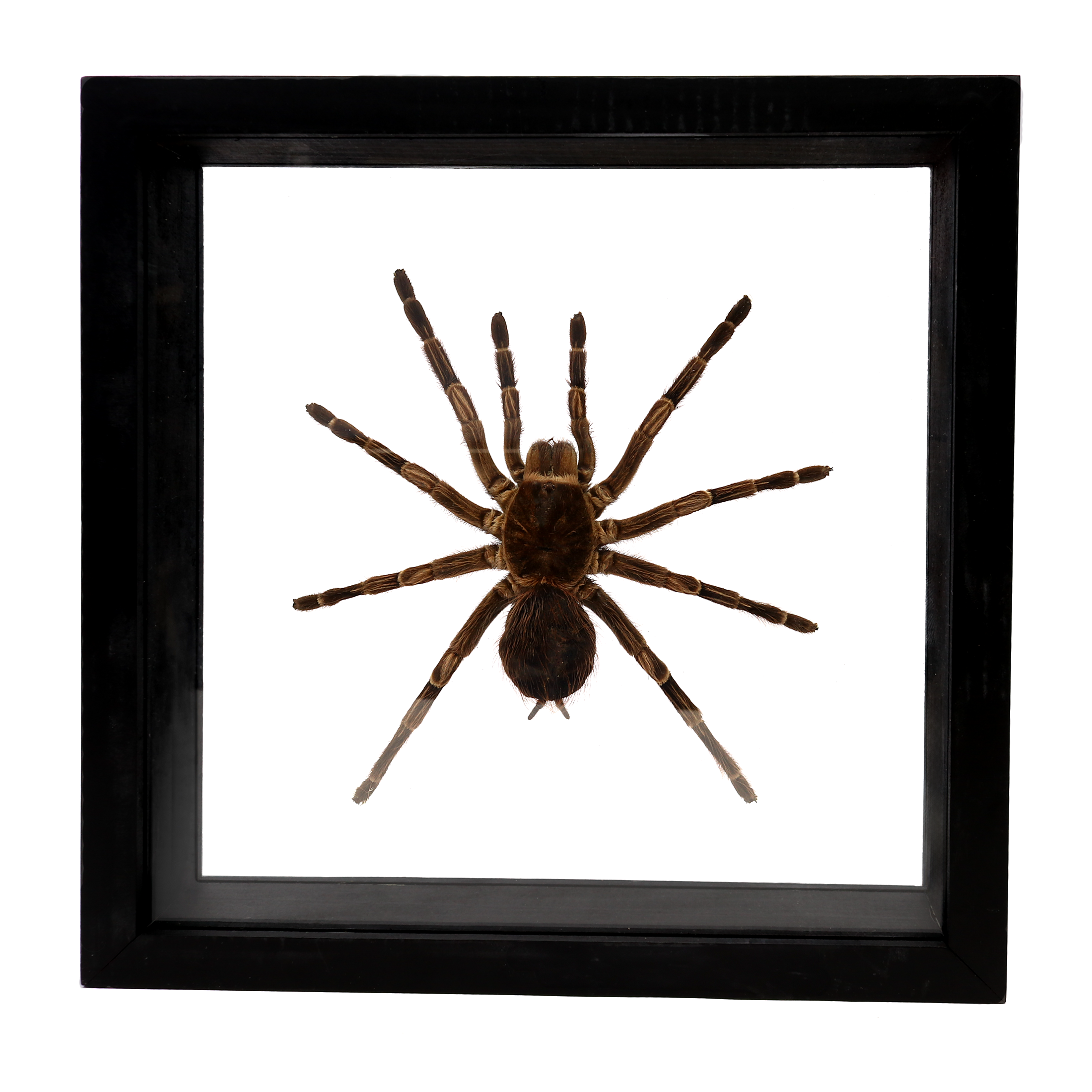 Embrace the eerie elegance of the Tarantula Spider Frame, a unique piece of home décor that transforms any space with its captivating charm. Perfect for Halloween or as a year-round statement piece, this framed tarantula is an exquisite addition to your collection of home accessories and framed insects. Encased in a sleek, high-quality frame, this tarantula specimen is meticulously preserved to showcase its fascinating details and natural allure. The frame's minimalist design allows the tarantula to be the focal point, highlighting its intricate patterns and textures. Tarantula Spider Frame