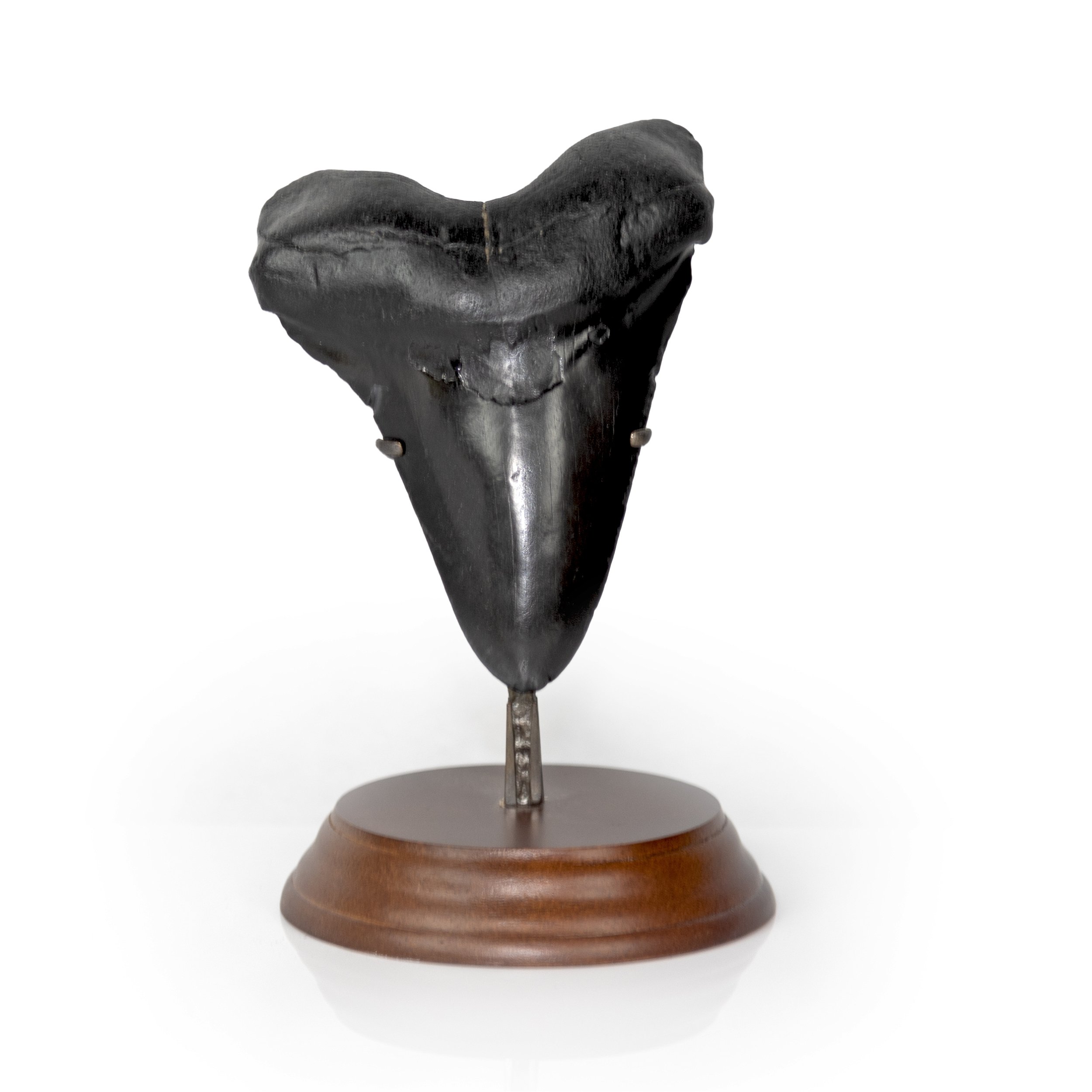 Megalodon Shark Tooth A+ Medium In Stand from South Carolina