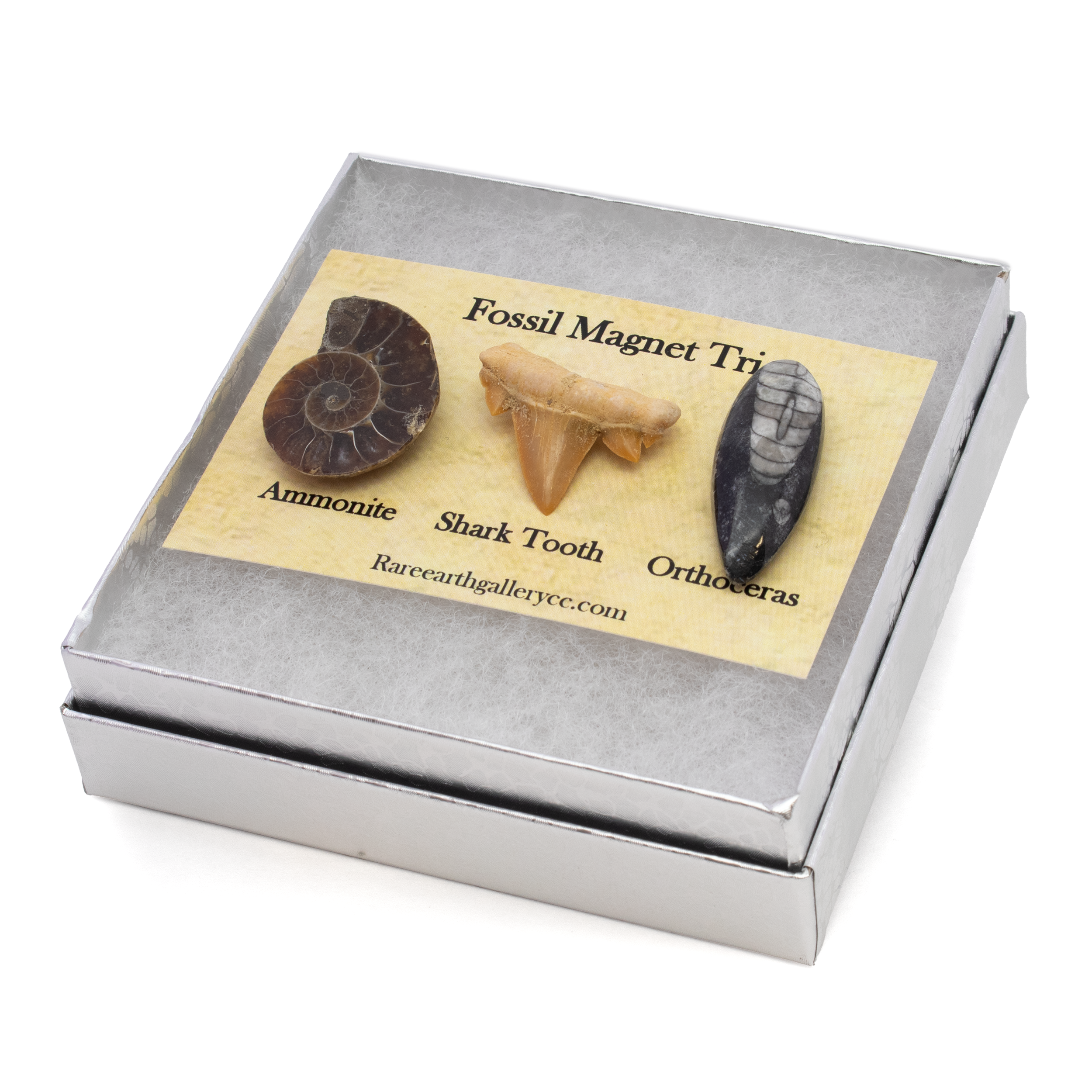 Discover the wonders of ancient marine life with our Fossil Magnet Set of 3, featuring a captivating collection of natural history treasures: the Ammonite Half, Otodus Shark Tooth, and Orthoceras. Perfect for paleontology enthusiasts and natural history aficionados, this unique magnet set brings the prehistoric world to your fingertips, transforming any space into a mini-museum.Enjoy the richness of ancient history and showcase your appreciation for the natural world with this exquisite Fossil Magnet Set. Bring home the allure of the ancient oceans and inspire curiosity and wonder with every glance. Fossil Magnet Set of 3 with Ammonite Half, Otudus Shark Tooth & Orthoceras