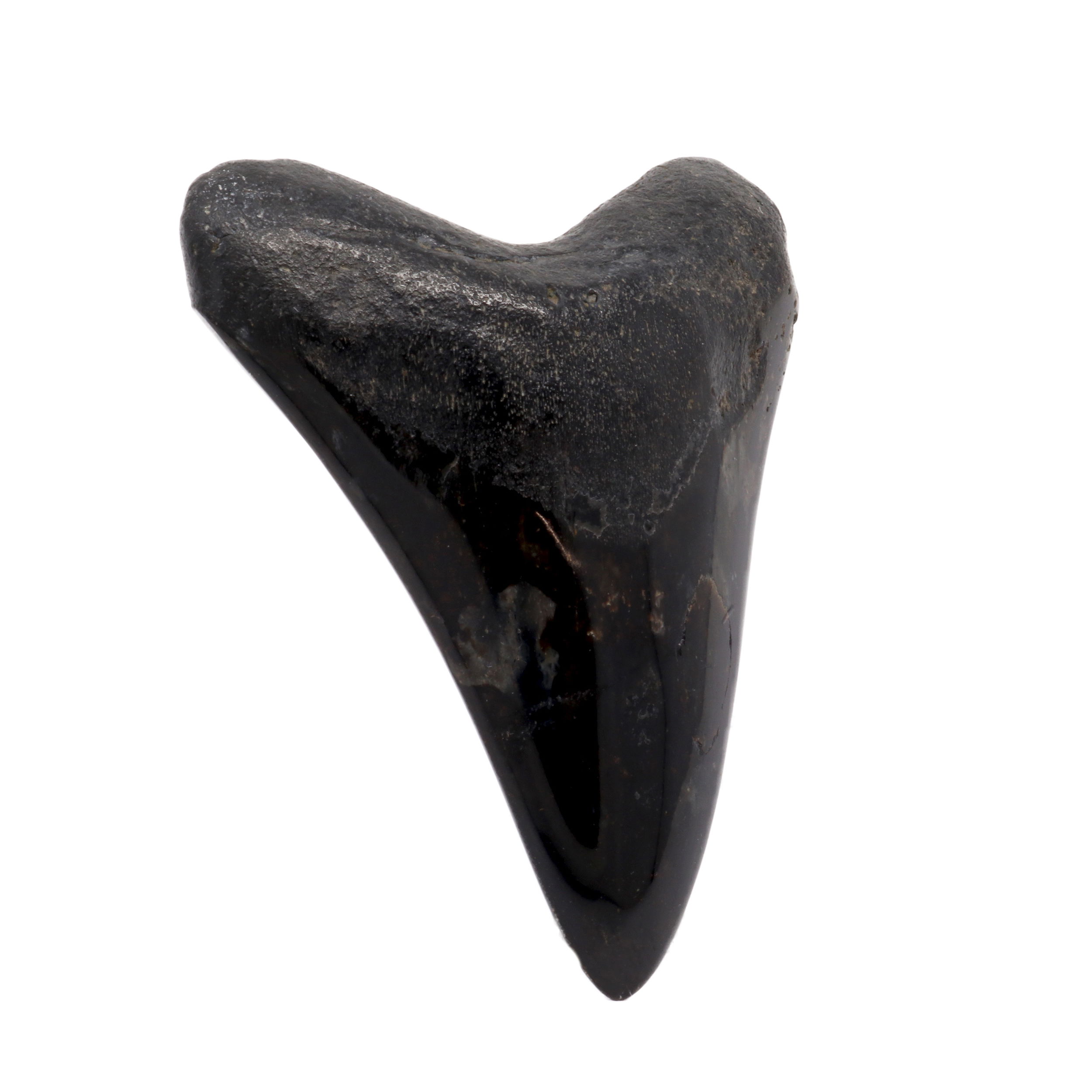 Megalodon Shark Tooth A+ (Medium) from South Carolina