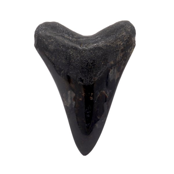 Closeup photo of Megalodon Shark Tooth A+ (Medium) from South Carolina